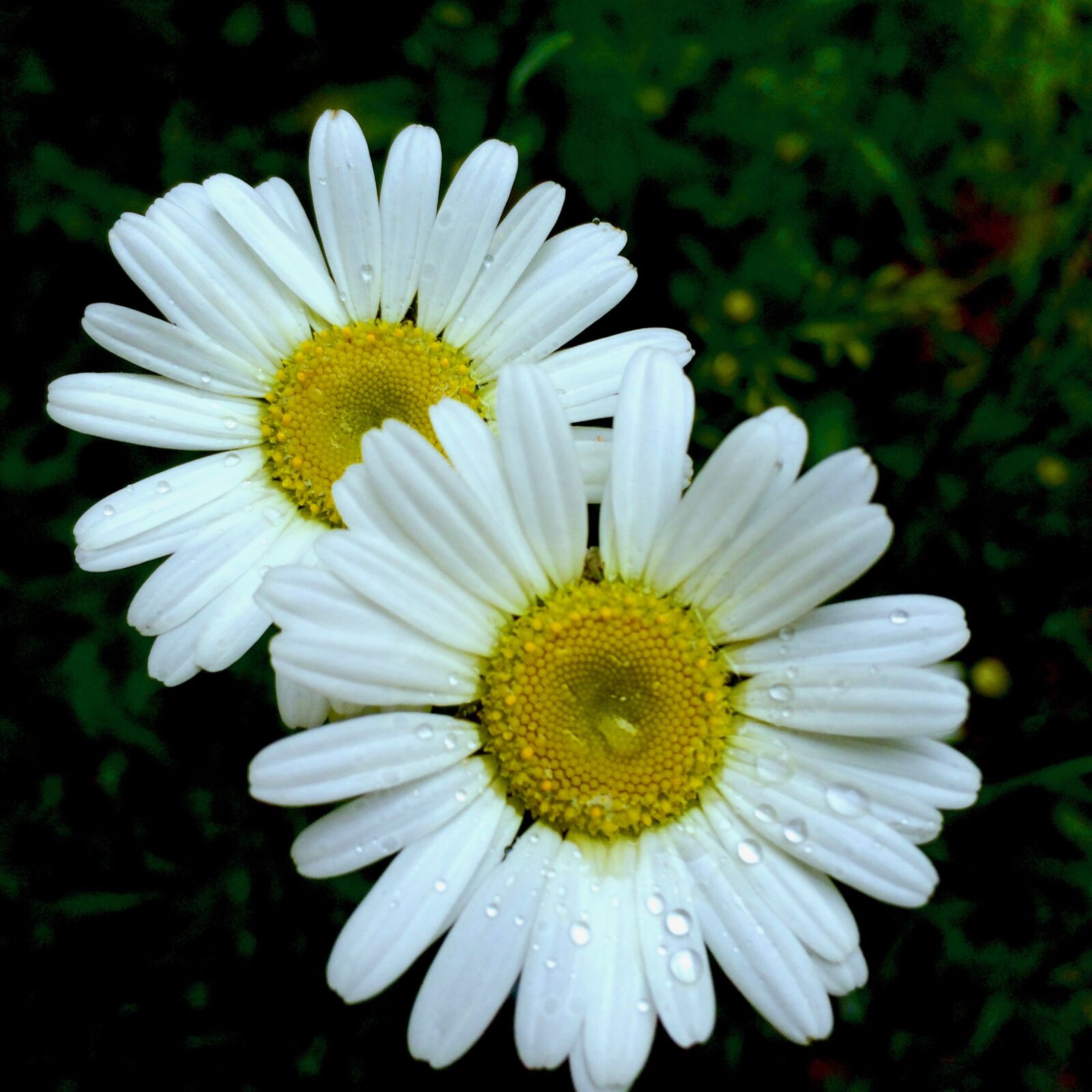 iPhone 5s back camera 4.15mm f/2.2 sample photo. Flowers, north, carolina photography