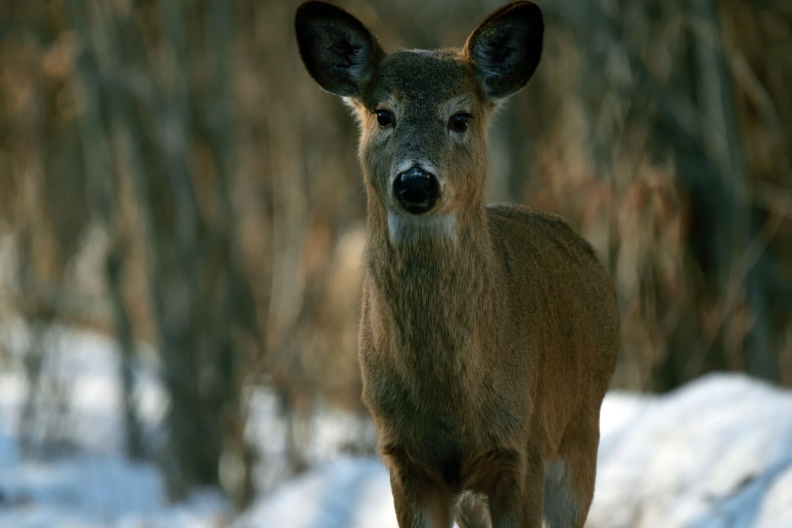 Nikon D5300 sample photo. Deer, animal, spring photography