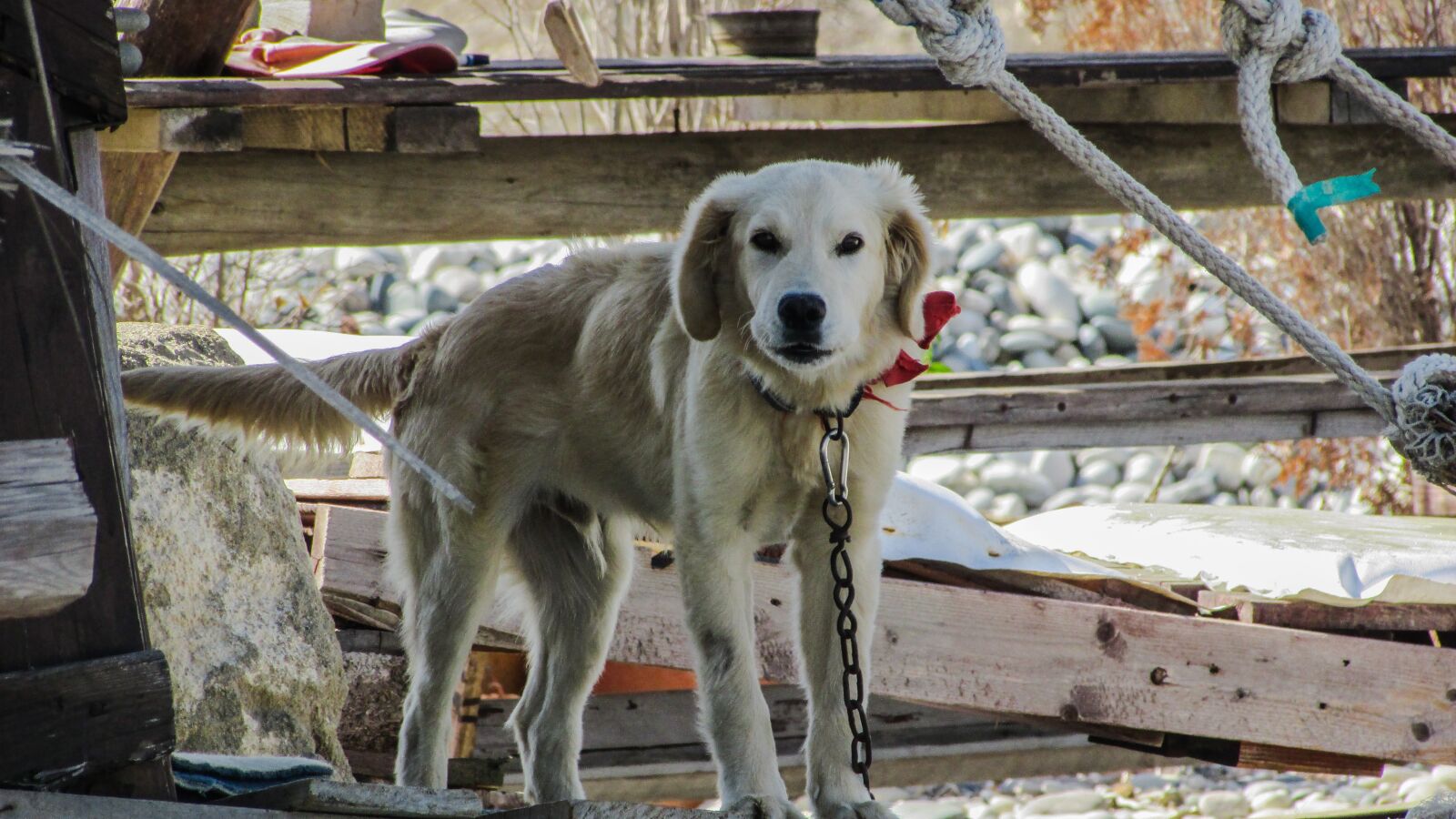 Canon PowerShot SX400 IS sample photo. Dog, tied, leery photography