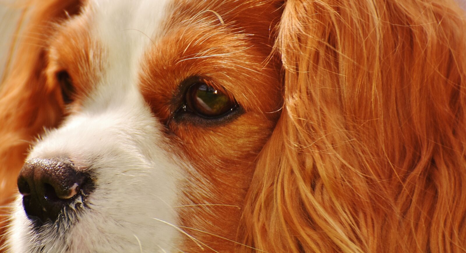Nikon D7200 sample photo. Dog, cavalier king charles photography
