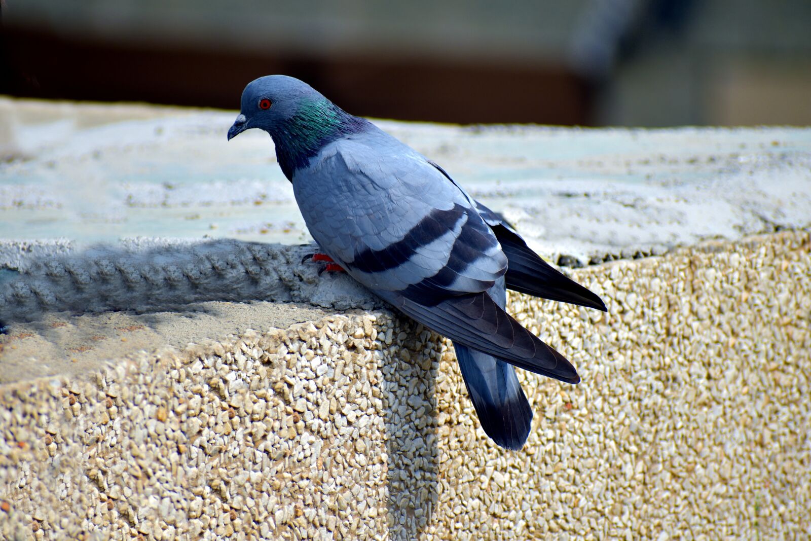 Nikon D5600 sample photo. Feral pigeon, street pigeons photography