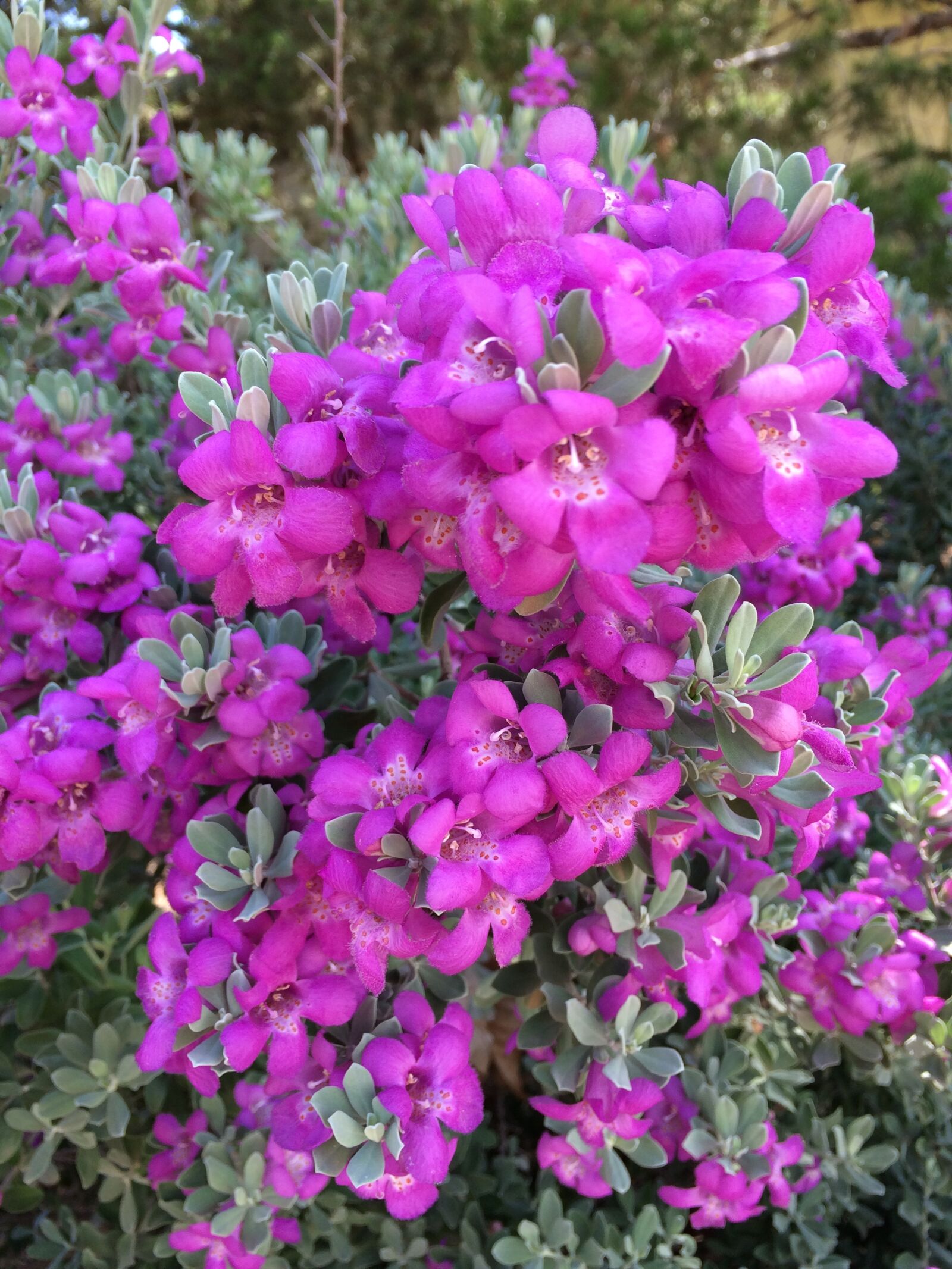 iPhone 5s back camera 4.15mm f/2.2 sample photo. Purple sage, flower, purple photography