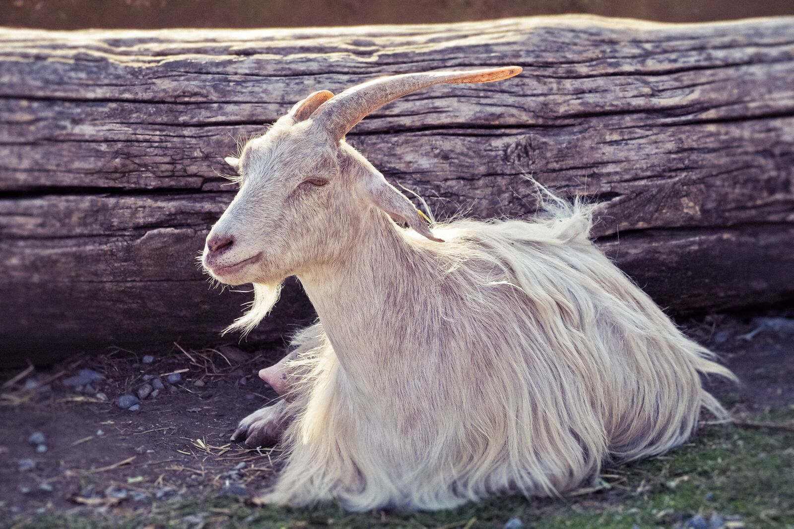 Olympus OM-D E-M10 sample photo. Animal, goat, horns photography