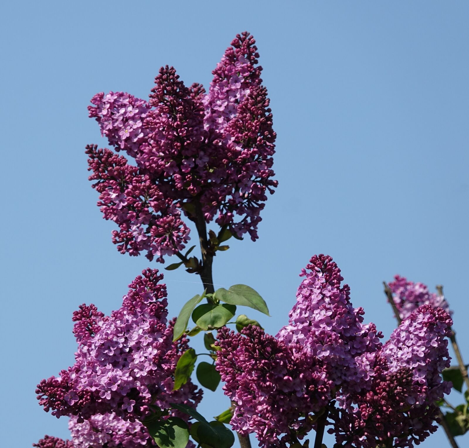 Sony Cyber-shot DSC-RX10 III sample photo. Flower, lilac, plant photography