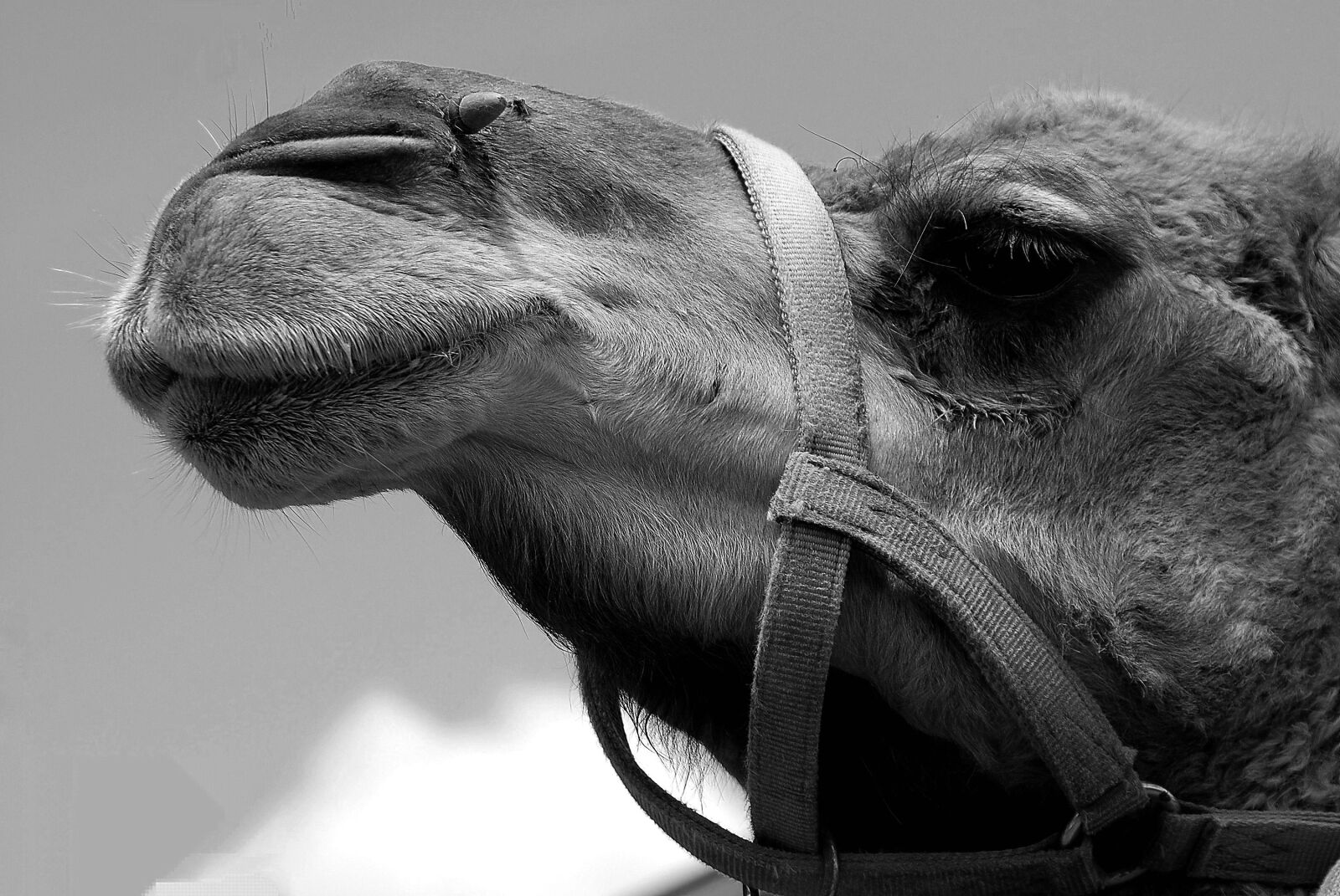Nikon D200 sample photo. Camel, face, close up photography