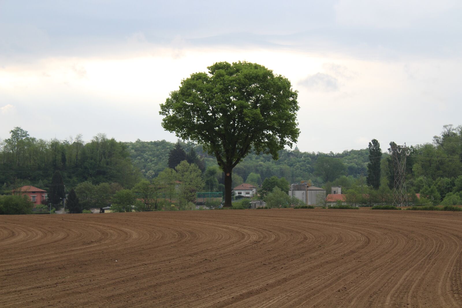 Canon EOS 1300D (EOS Rebel T6 / EOS Kiss X80) sample photo. Walnut, tree, nature photography