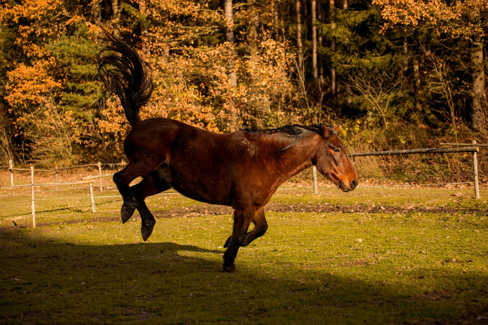 Canon EOS 6D sample photo. Animal, horse, horses photography