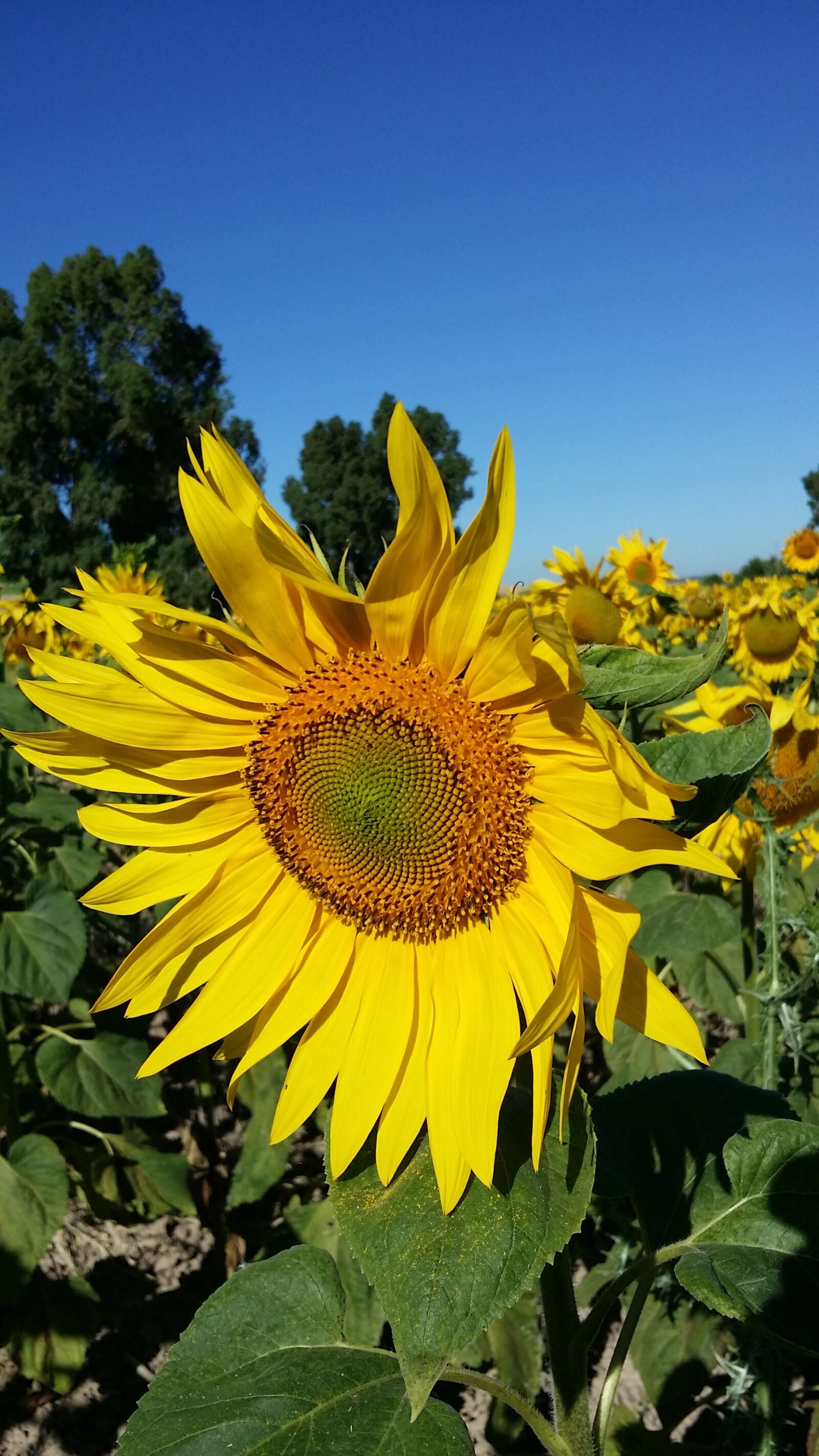 Samsung Galaxy S4 sample photo. Sunflower, flower, yellow photography