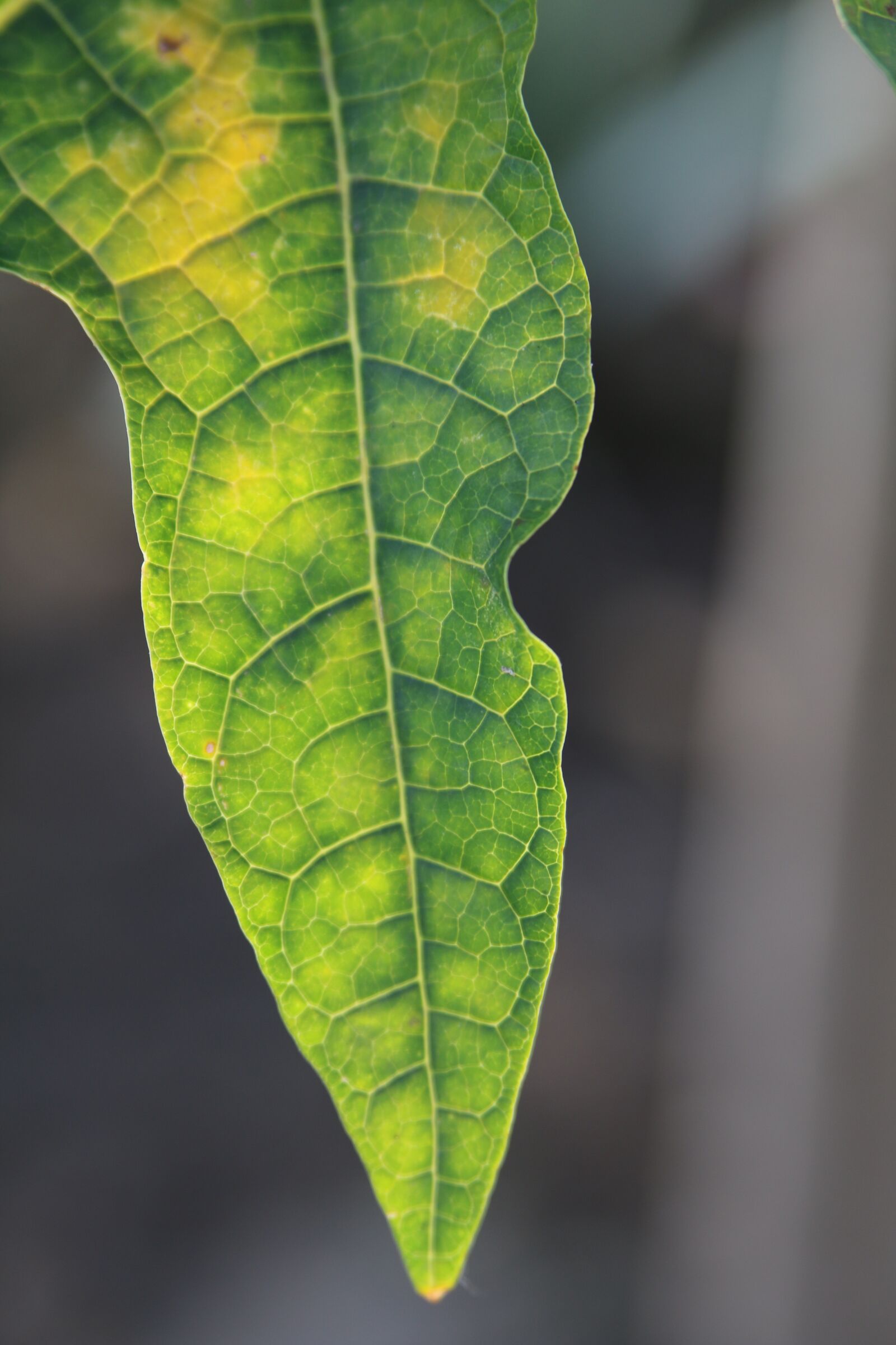 Canon EOS 70D sample photo. Leaves, green, plants photography