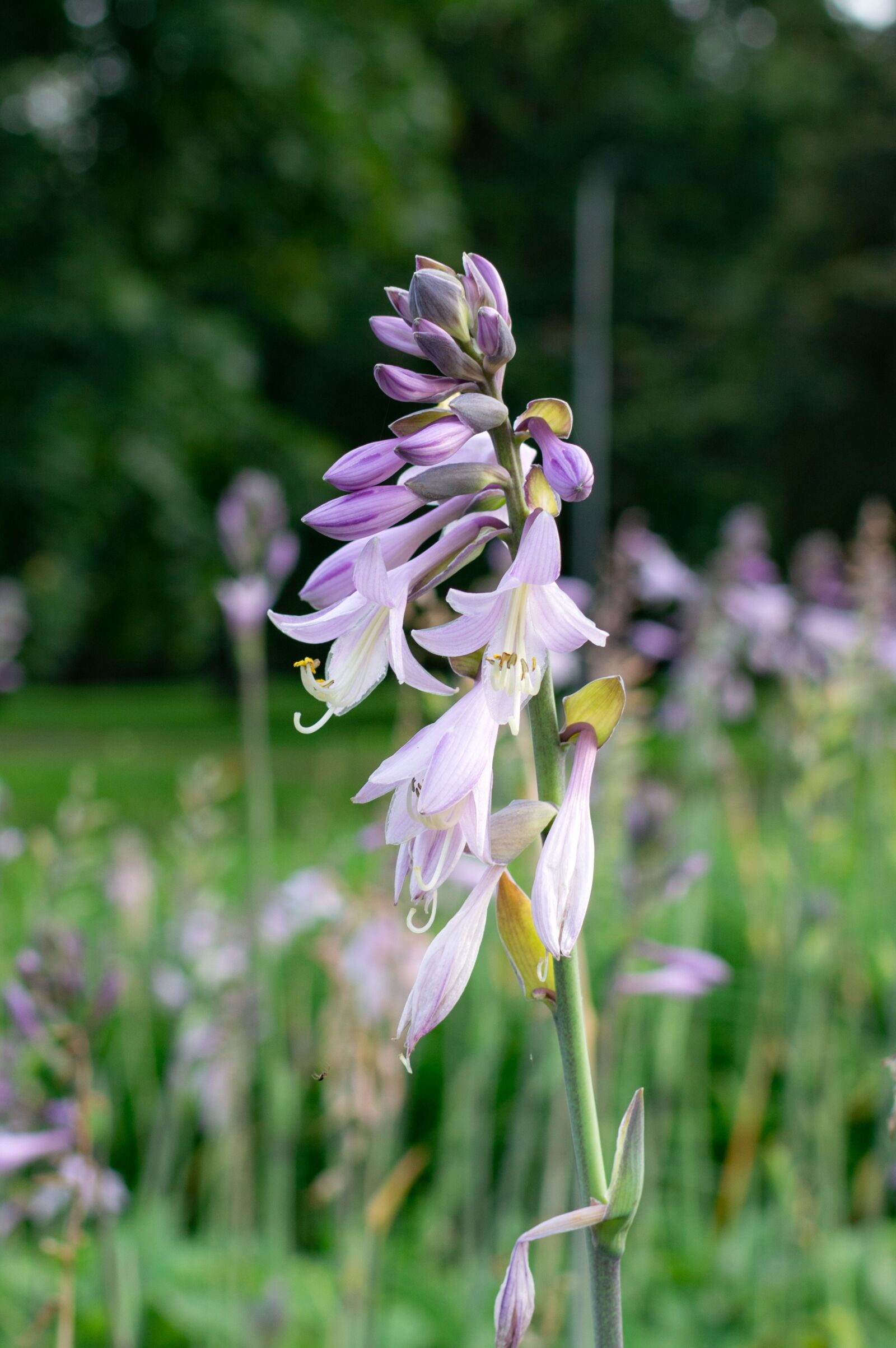 Nikon D3200 sample photo. Hostname, flower, flower bed photography