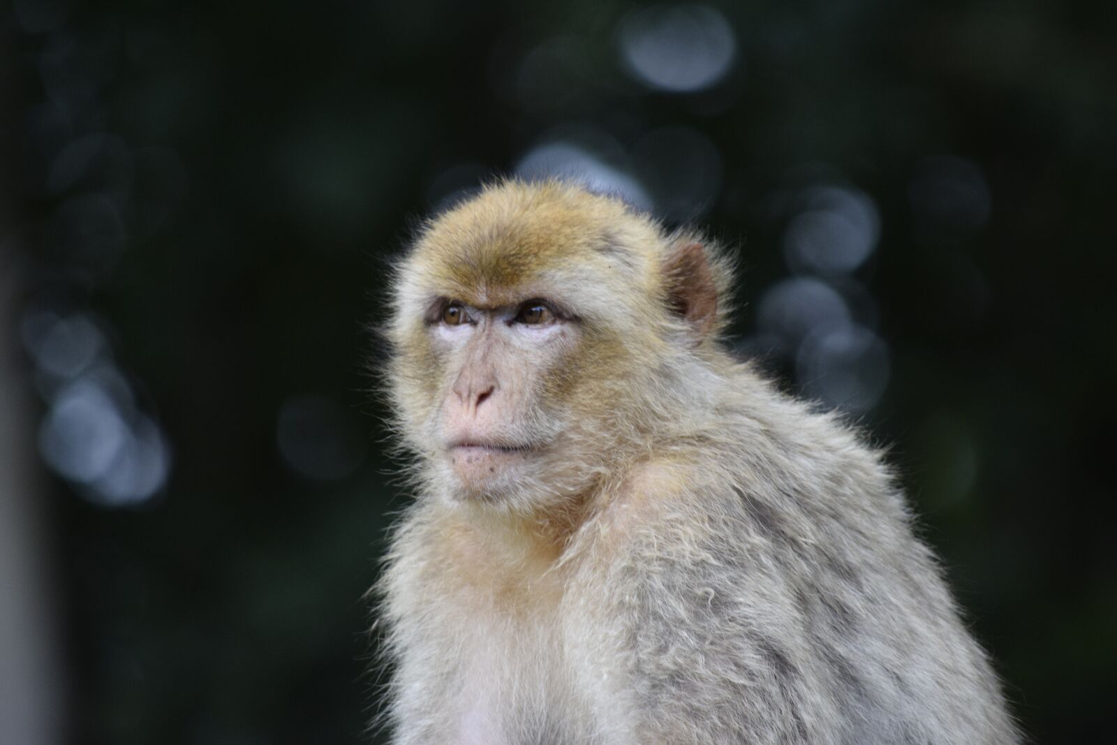 Nikon D5300 sample photo. Monkey, animal, mammal photography