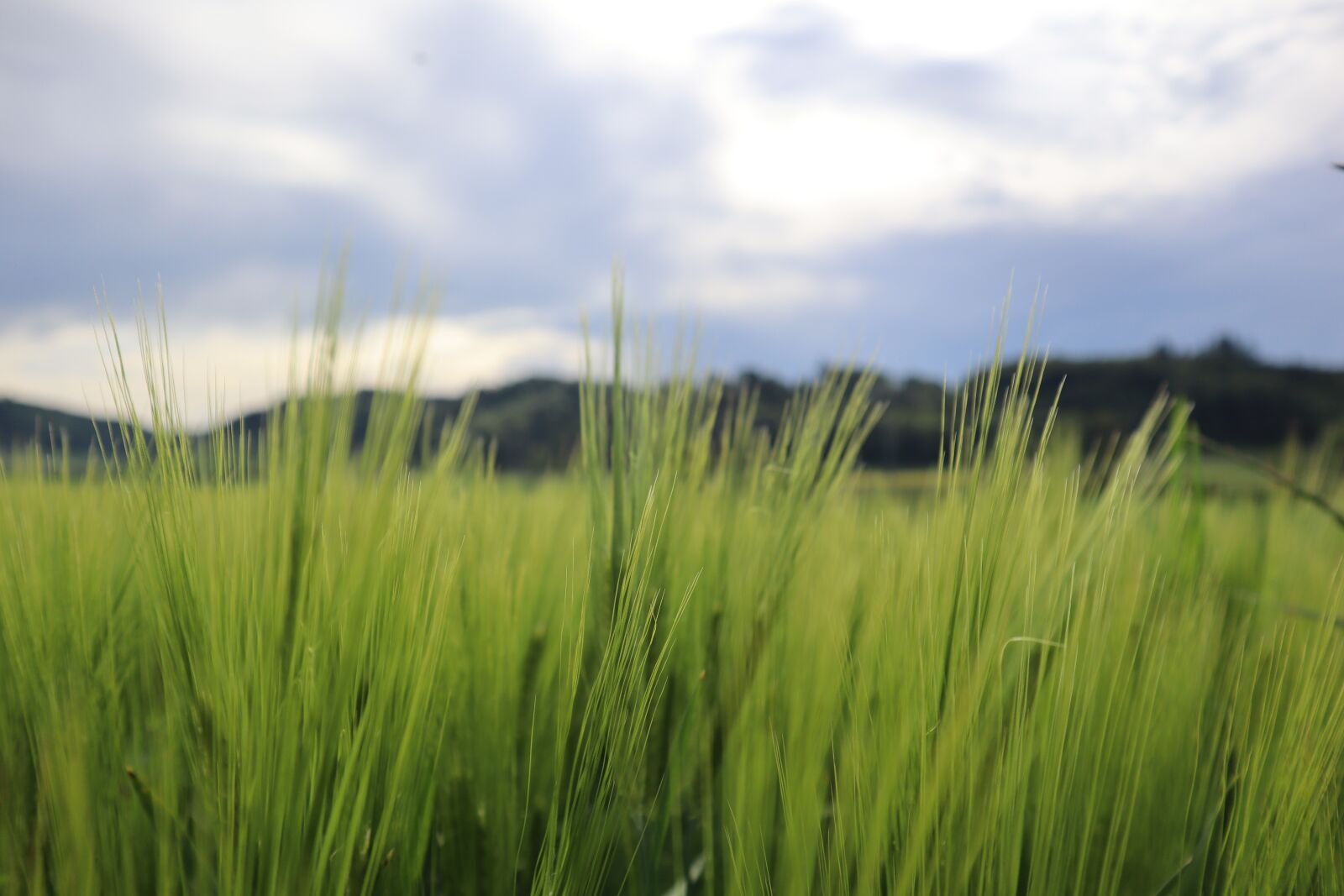 Canon EOS M50 (EOS Kiss M) sample photo. Barley, cornfield, field photography