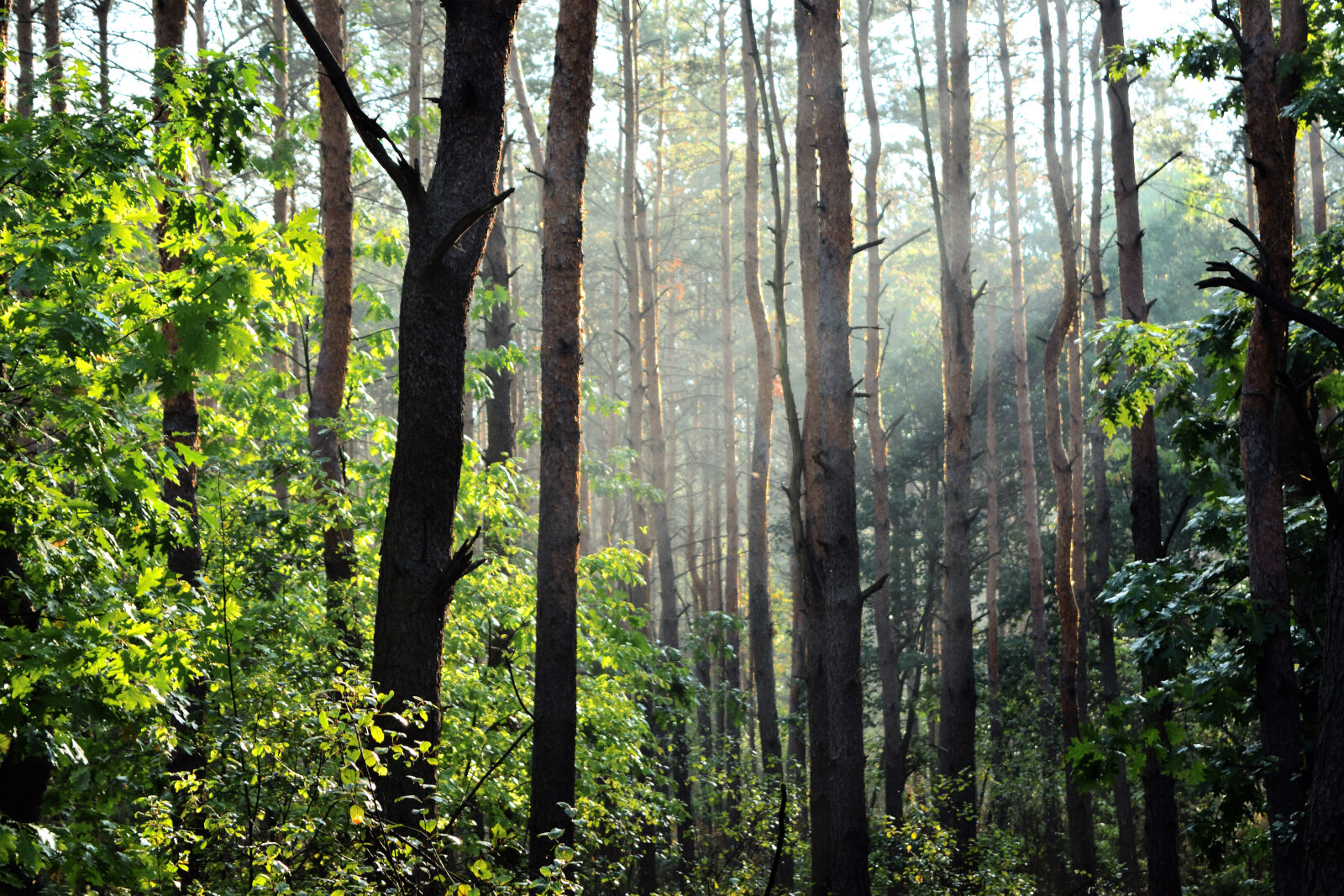 Nikon D3300 sample photo. Green, trees photography