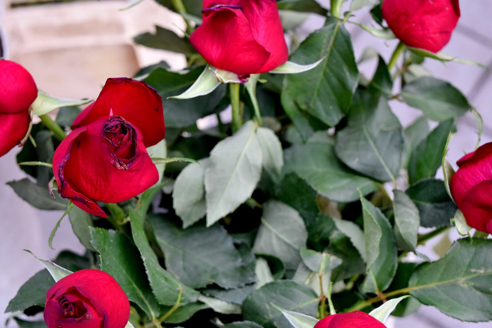 Nikon D5500 sample photo. Bouquet, rose, leaf, bud photography
