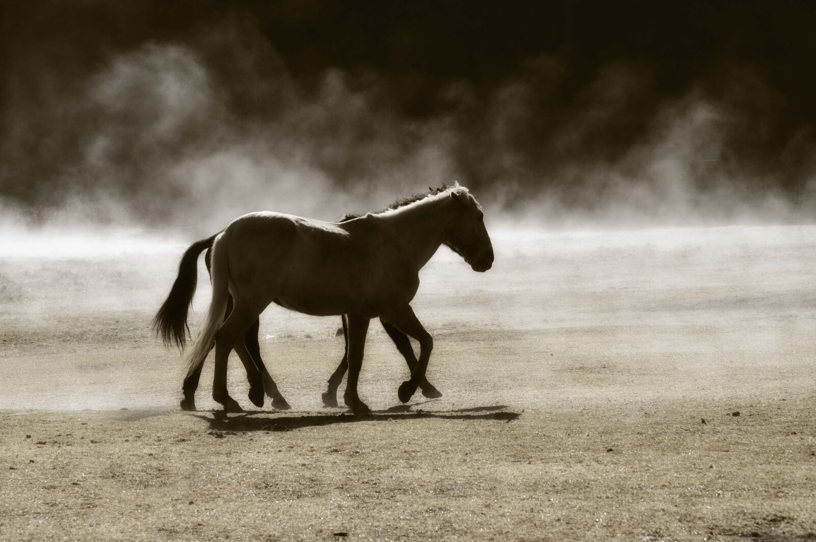Nikon D5000 sample photo. Horse, horses, landscape photography