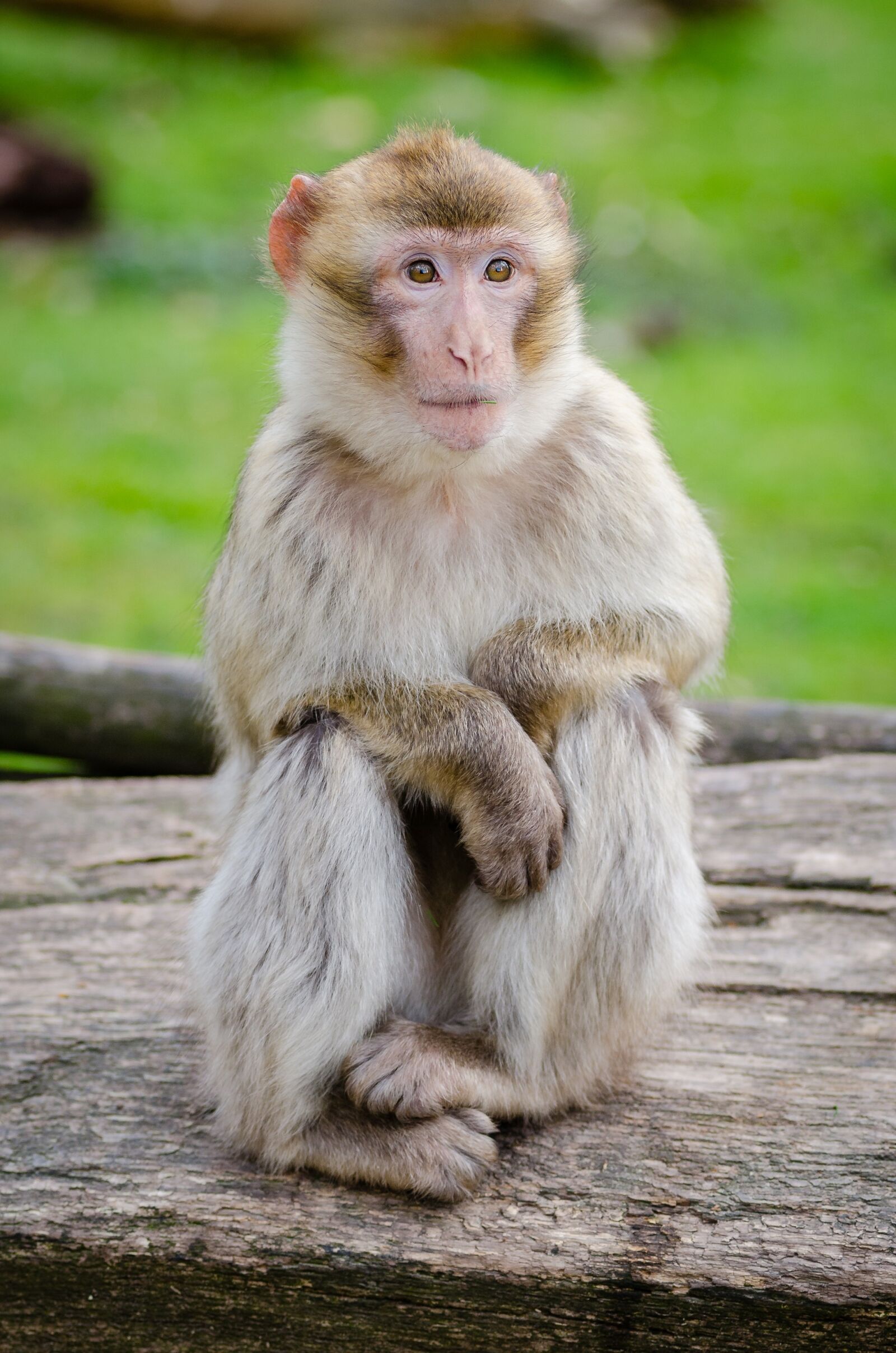 Nikon D7000 sample photo. Macaque, barbary, monkey photography