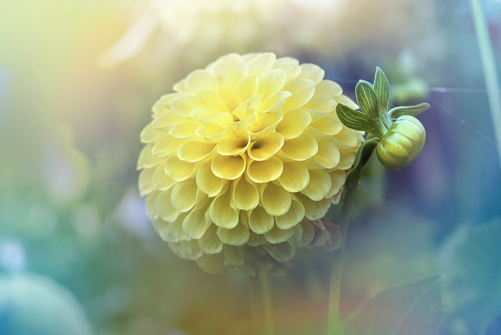 Nikon D200 sample photo. Flowers, aster, plant photography
