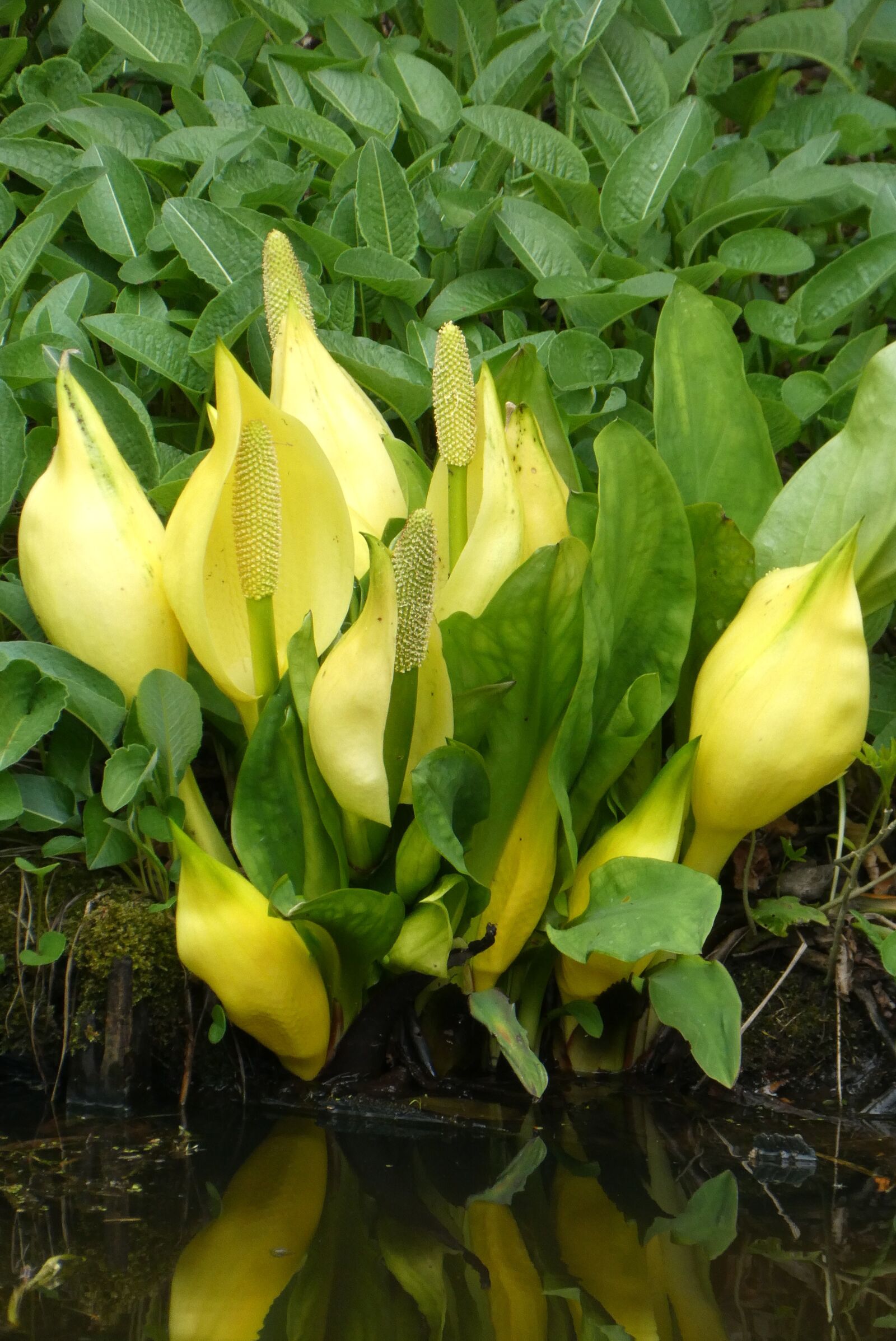Panasonic Lumix DC-ZS70 (Lumix DC-TZ90) sample photo. Yellow zantedeschia, flowers, yellow photography