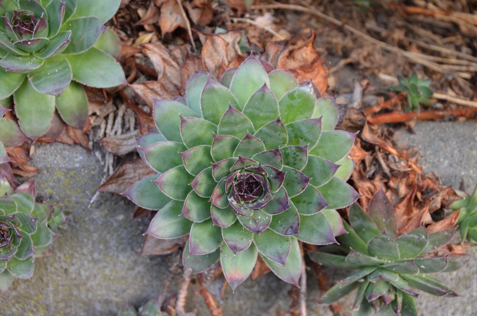 Nikon D5100 sample photo. Houseleek, plant, nature photography
