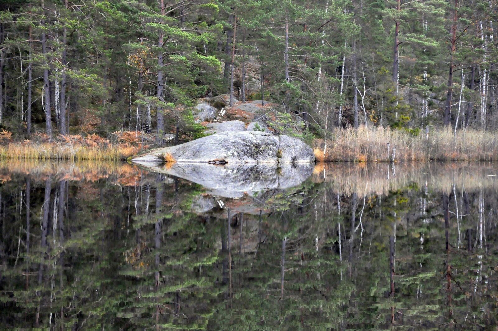 Nikon D90 sample photo. Forest, lake, mirroring photography