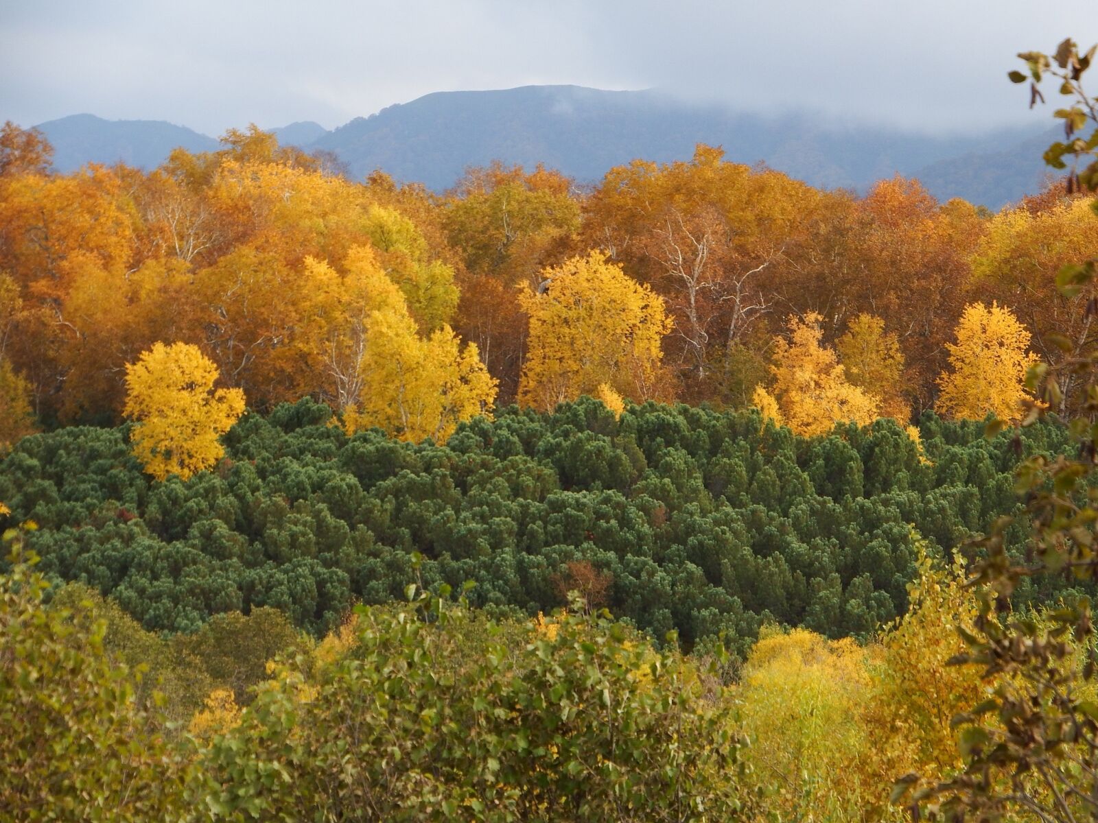 Fujifilm FinePix S1 sample photo. Autumn forest, mountains, fall photography