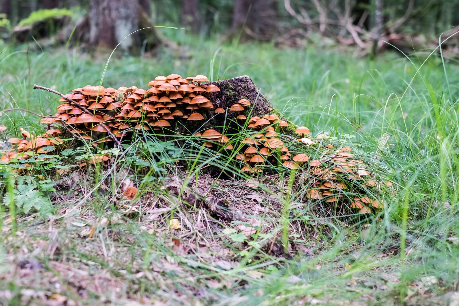 Fujifilm X-T1 + Fujifilm XF 35mm F1.4 R sample photo. Mushrooms, forest, trunk photography