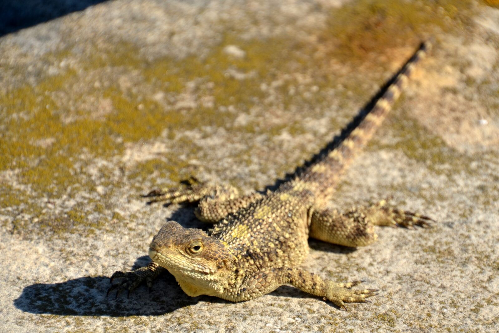Nikon D5100 sample photo. Lizard, reptile, animal photography