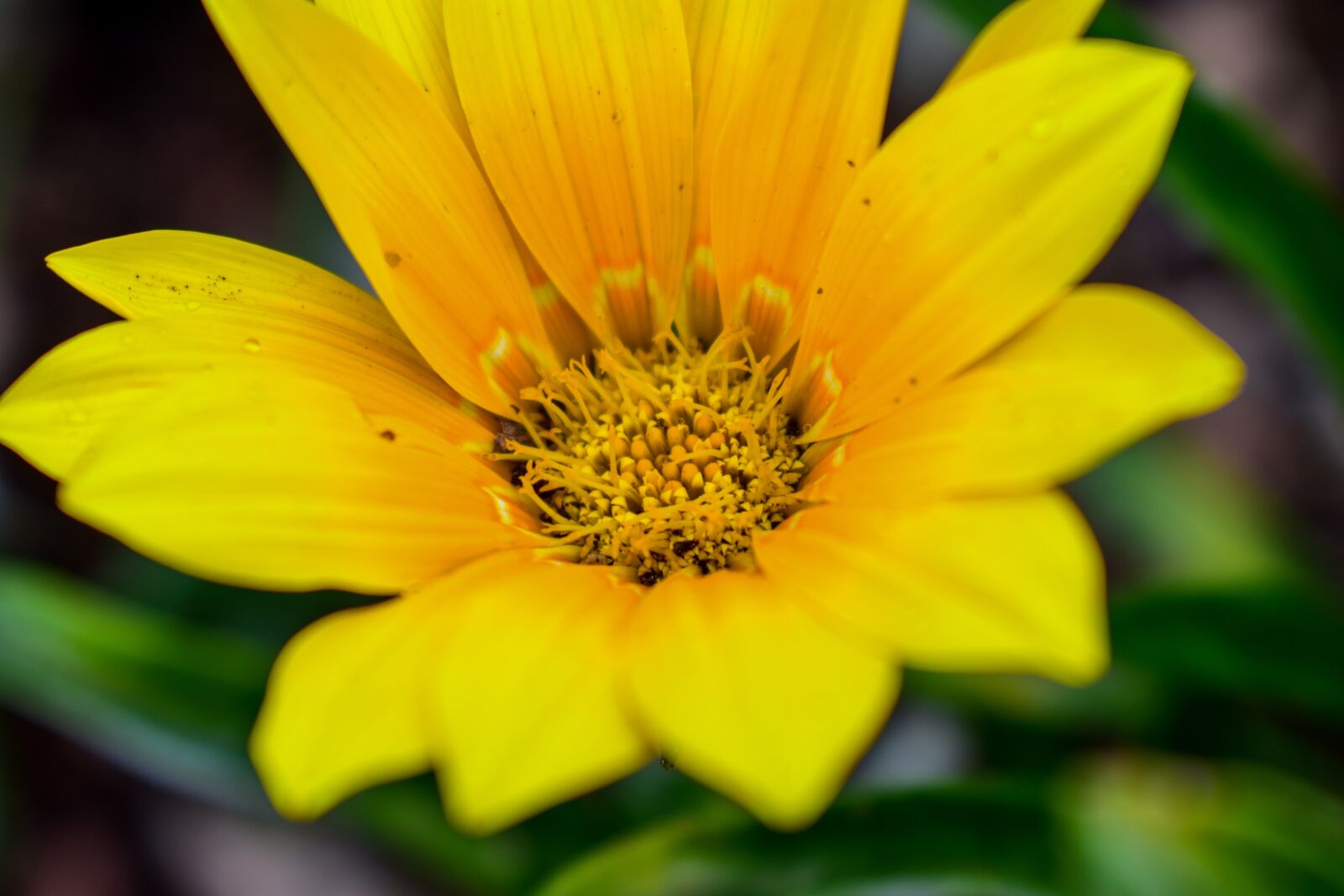 Nikon D3400 sample photo. Nature, flower, plant photography
