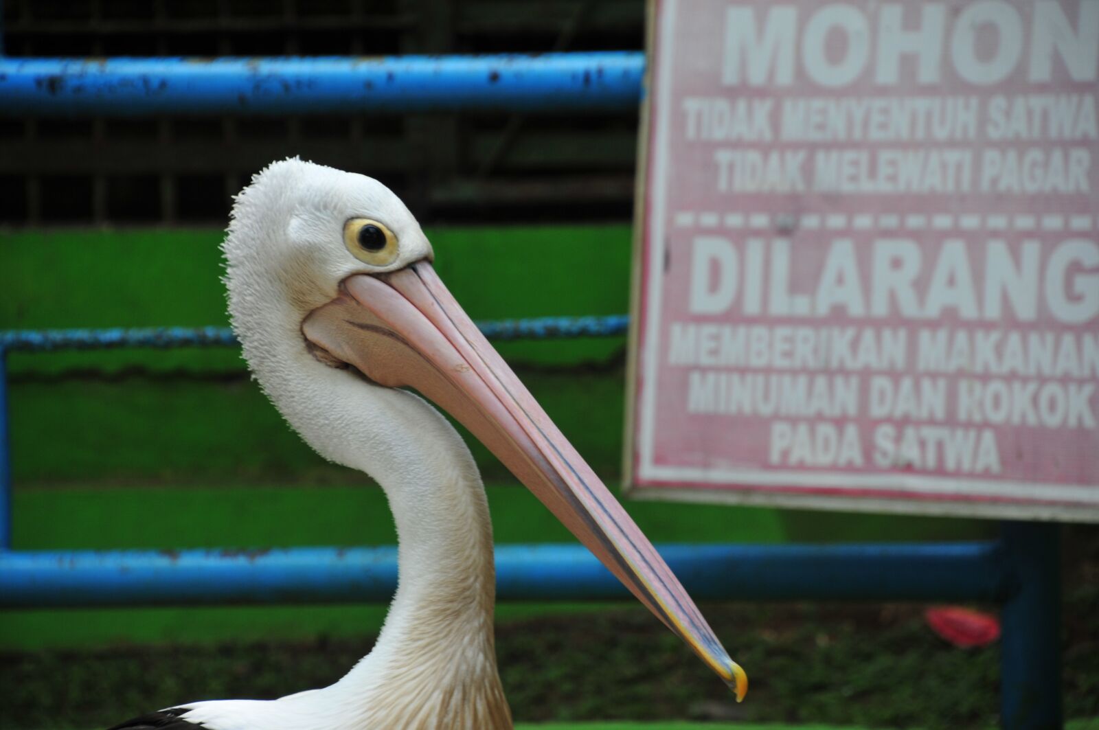 Nikon D300S sample photo. Pelican, bird, wild photography
