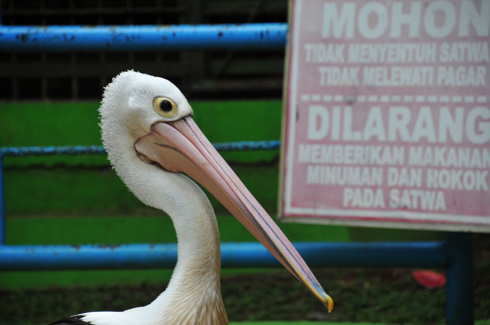 Nikon D300S sample photo. Pelican, bird, wild photography