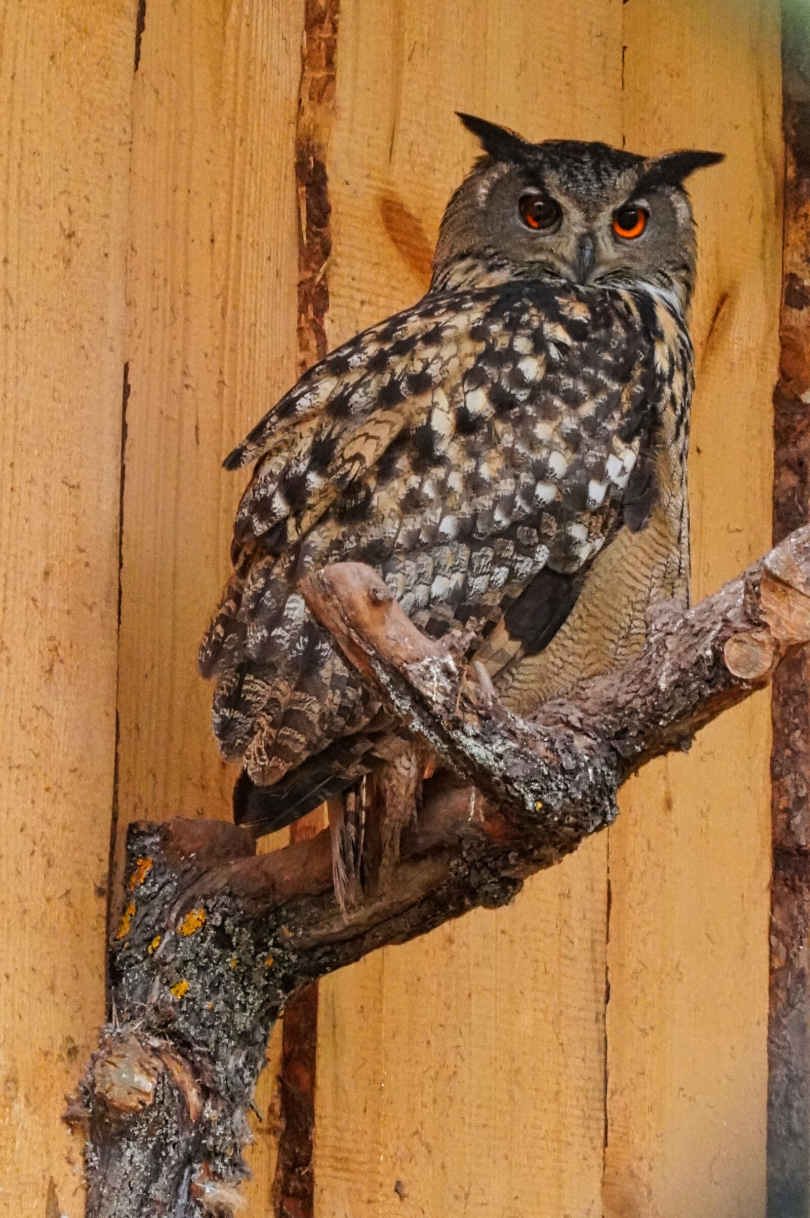 Sony E 18-135mm F3.5-5.6 OSS sample photo. Owl, eagle owl, bird photography