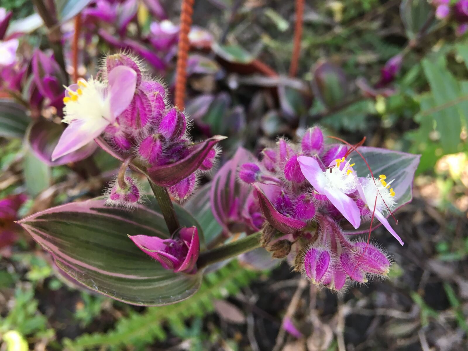iPhone 6s Plus back camera 4.15mm f/2.2 sample photo. Wild, plant, plant wildlife photography