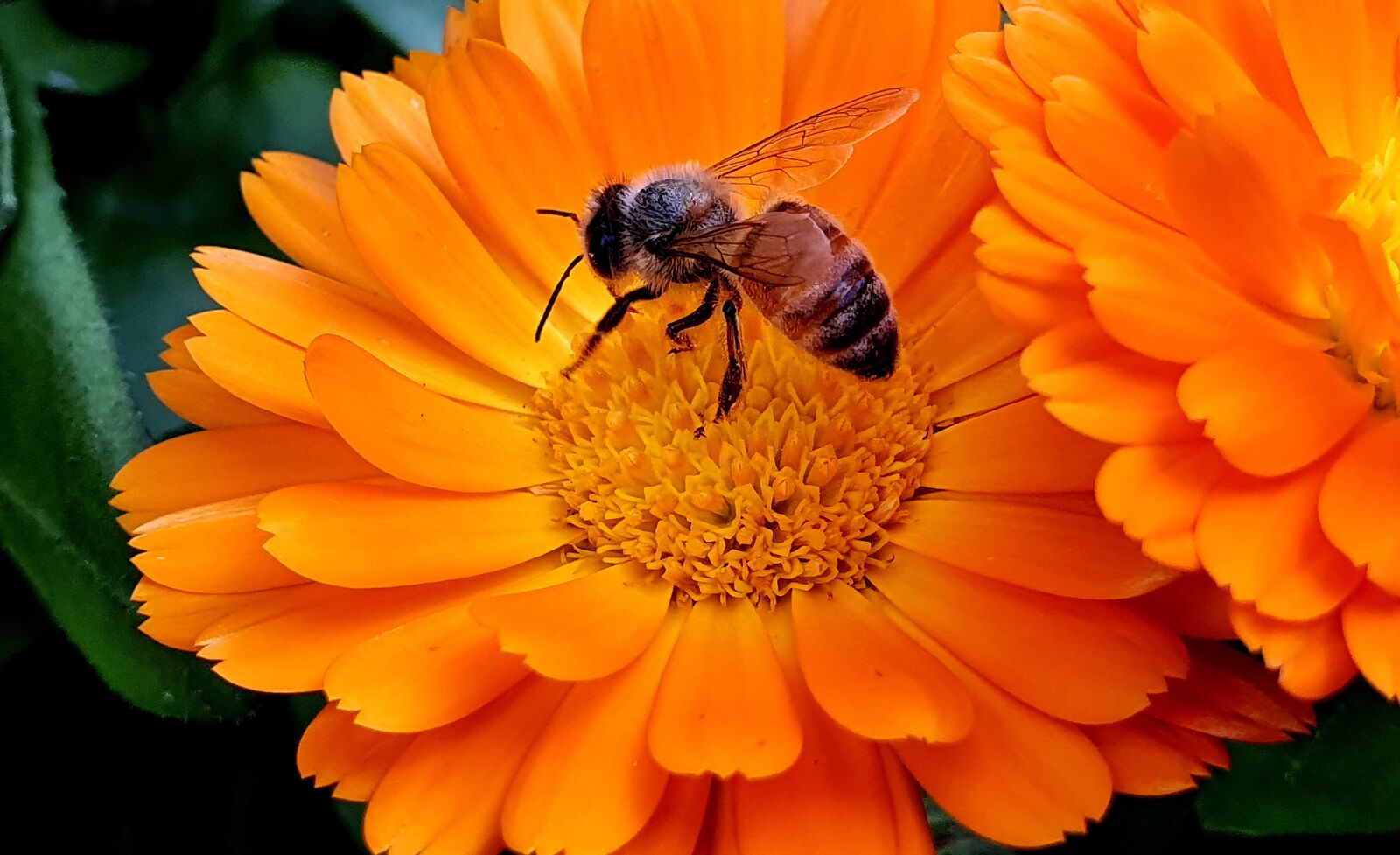 Samsung SM-G973F sample photo. Bee, apiculture, pollen photography