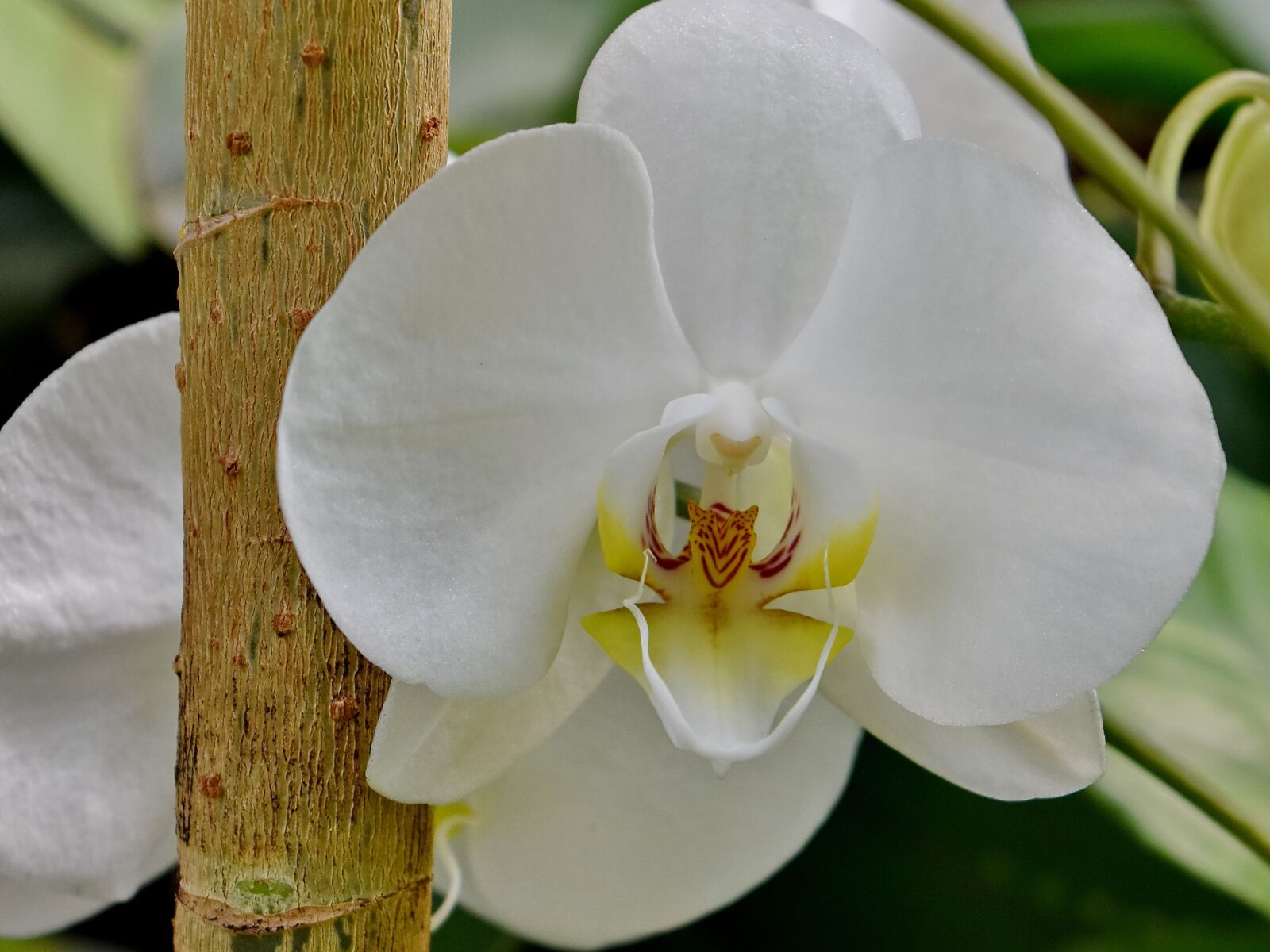 Nikon D5500 sample photo. Flower, tree, plant, nature photography