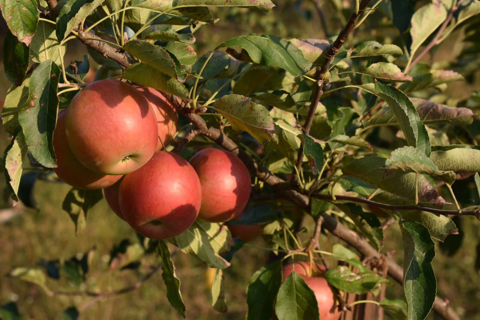 Nikon D3400 sample photo. Apple, autumn, fruit photography