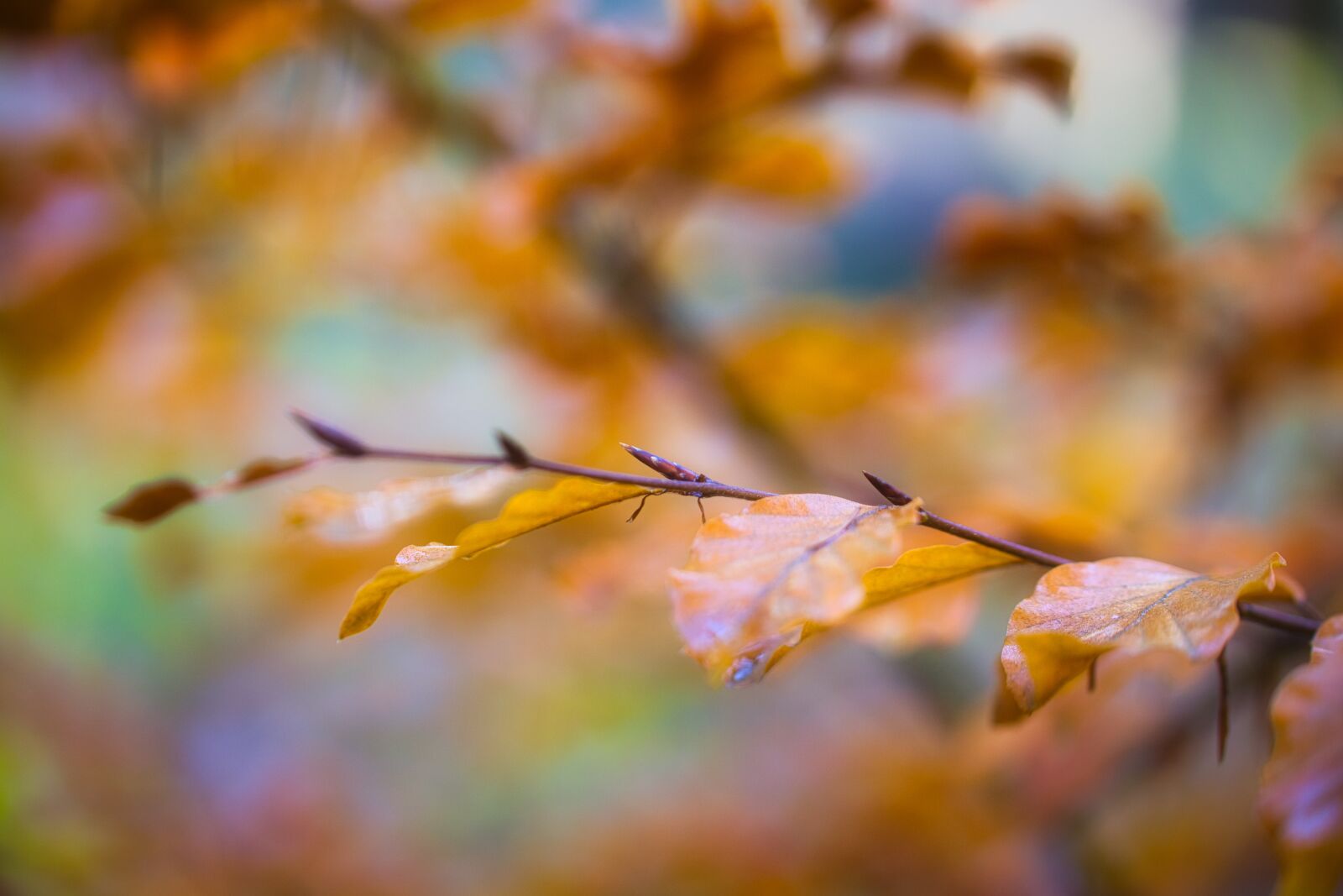 Canon EOS 6D sample photo. Macro, branch, engine photography