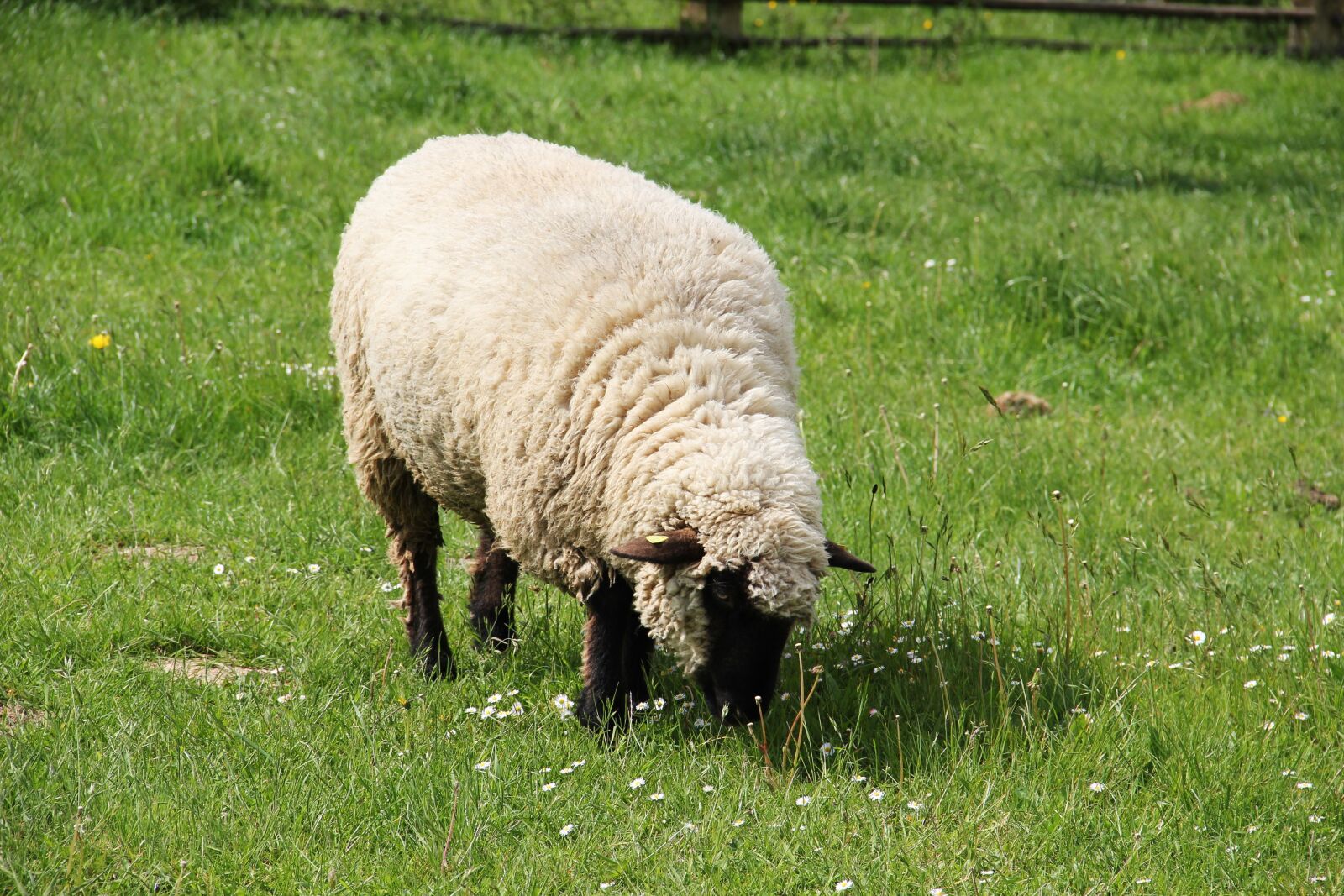 Canon EOS 550D (EOS Rebel T2i / EOS Kiss X4) sample photo. Westphalian black head sheep photography