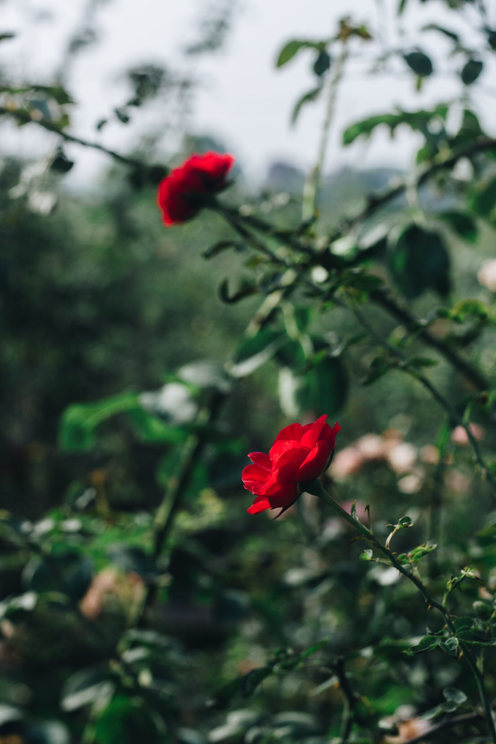 Canon EOS 700D (EOS Rebel T5i / EOS Kiss X7i) + Canon EF 50mm F1.8 II sample photo. Rose, roses, flower photography