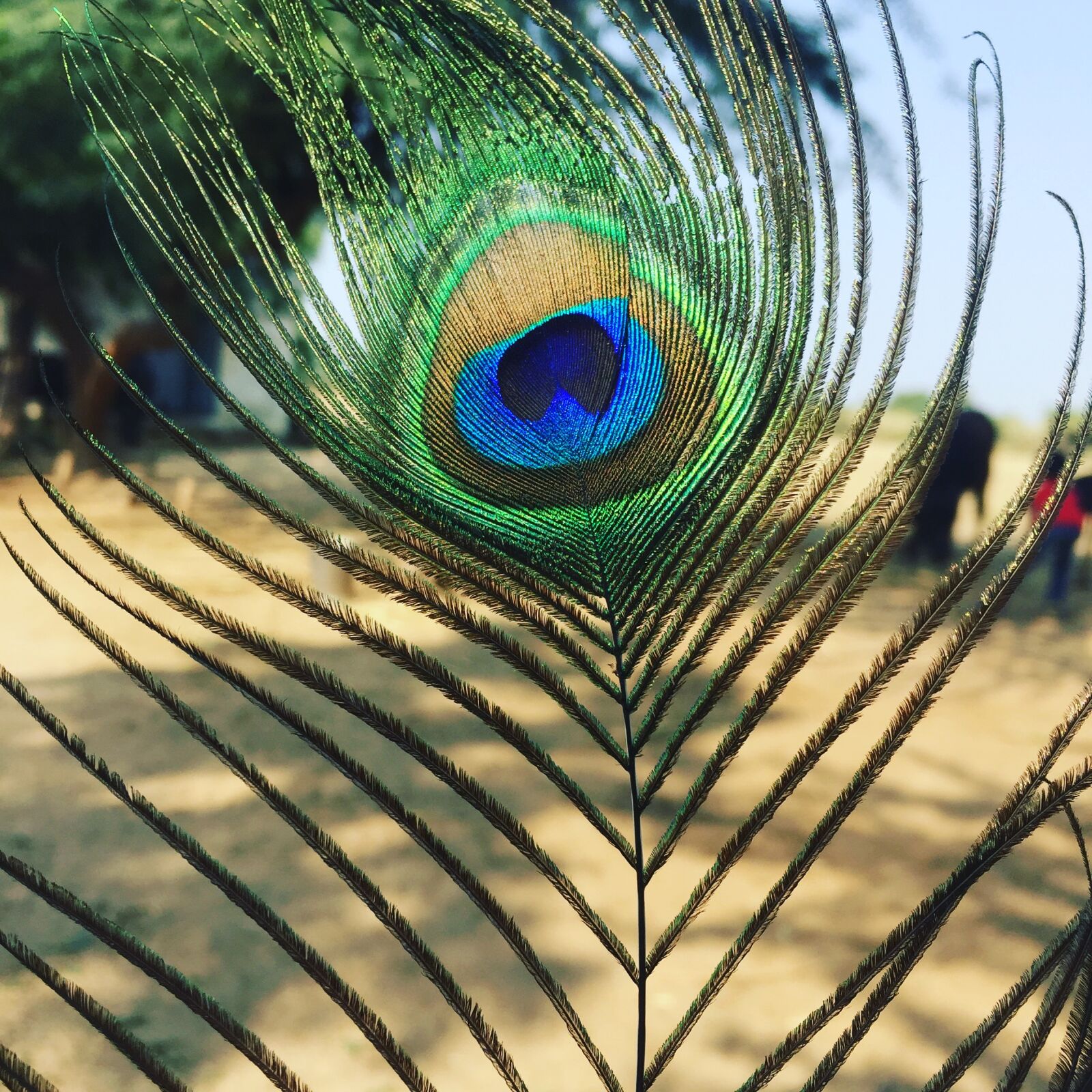 Apple iPhone 6 sample photo. Feather, feathers, nature, peacock photography
