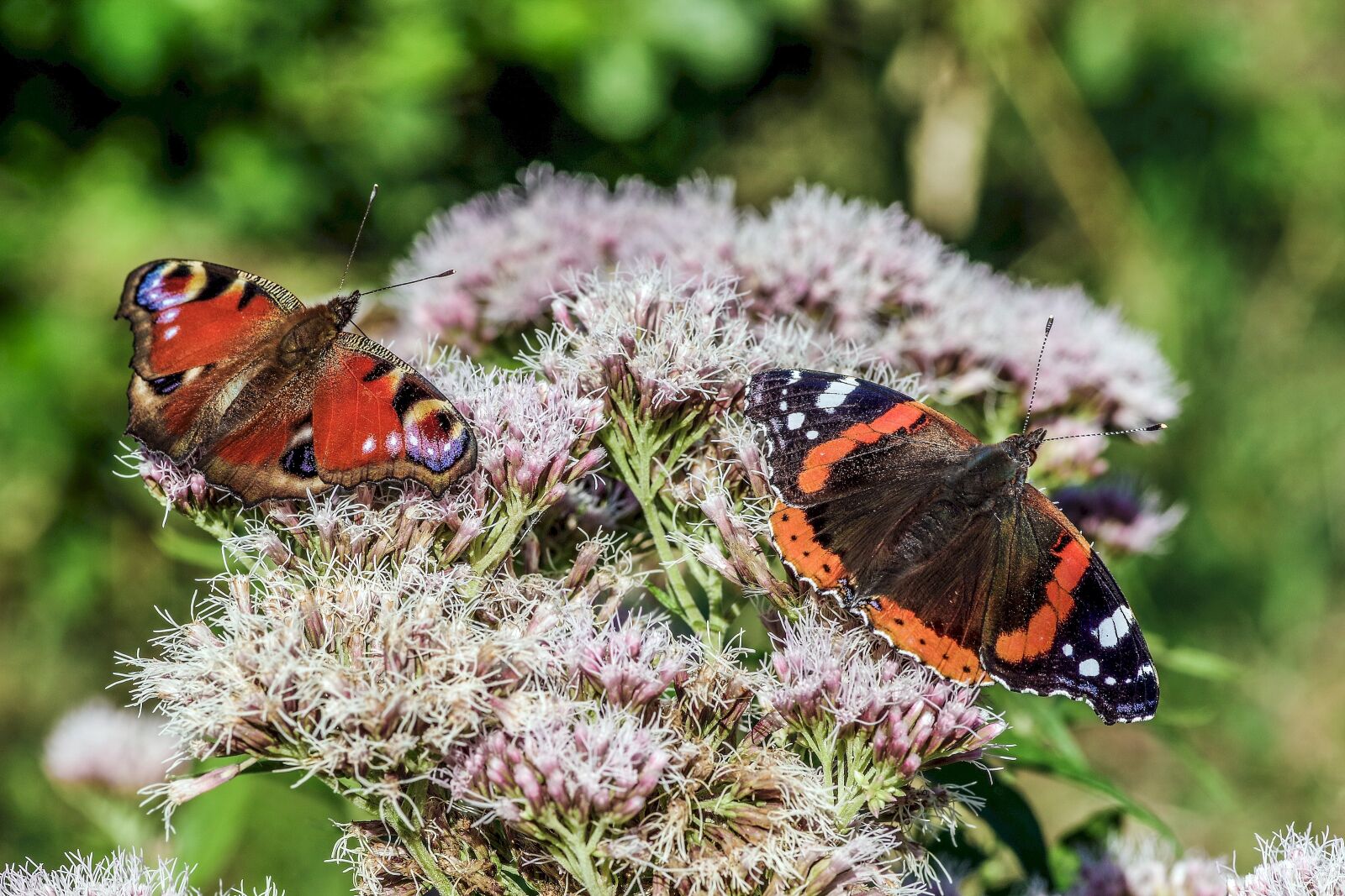 Pentax smc D-FA 100mm F2.8 Macro WR sample photo. Butterflies, colorful, butterfly photography