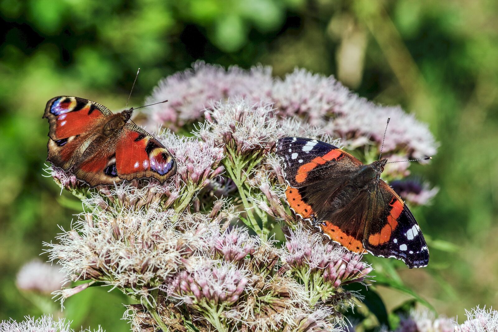 Pentax K-S2 + Pentax smc D-FA 100mm F2.8 Macro WR sample photo. Butterflies, colorful, butterfly photography