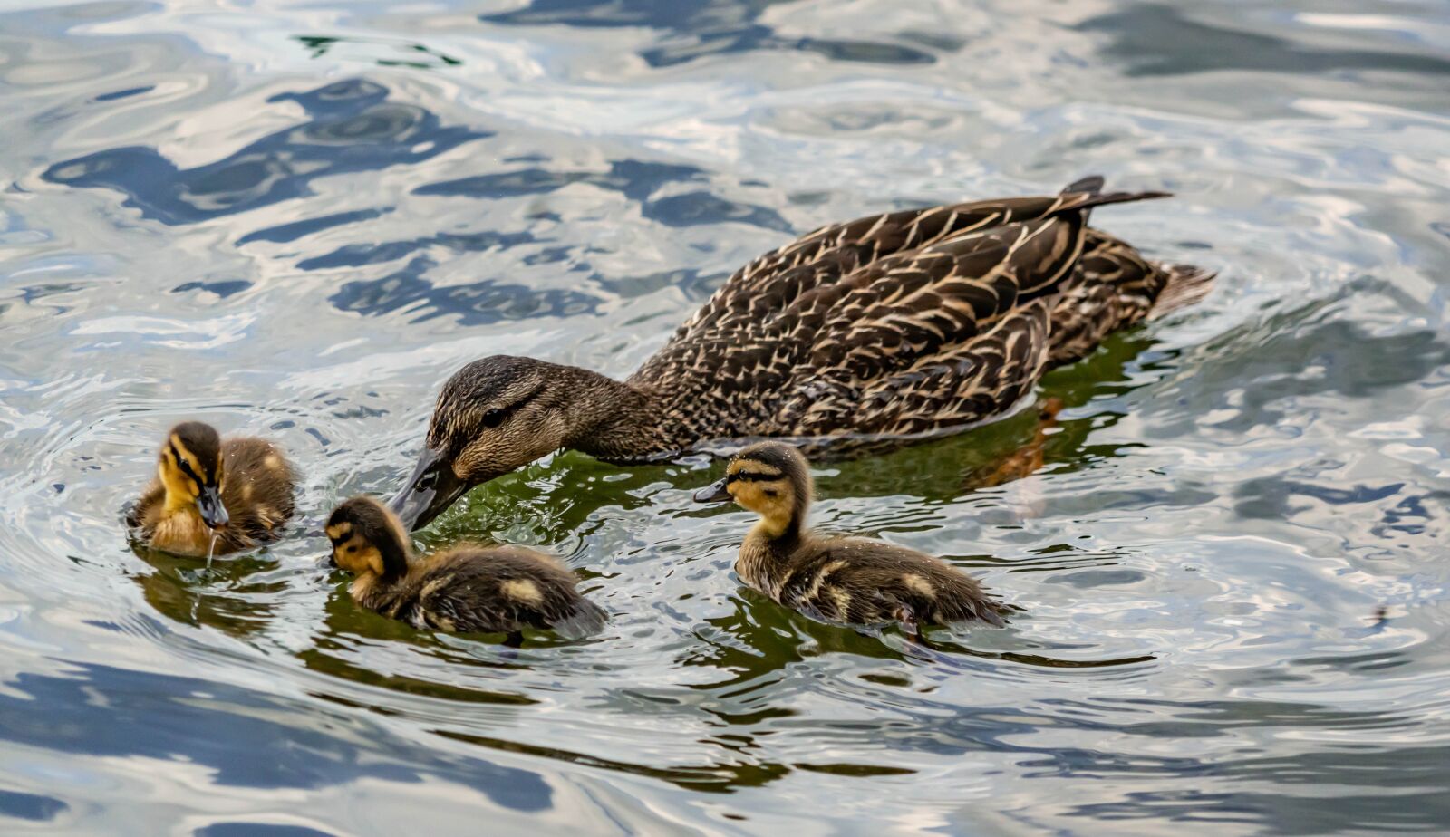 Sony a7R II sample photo. Ducks, swimming, mother photography