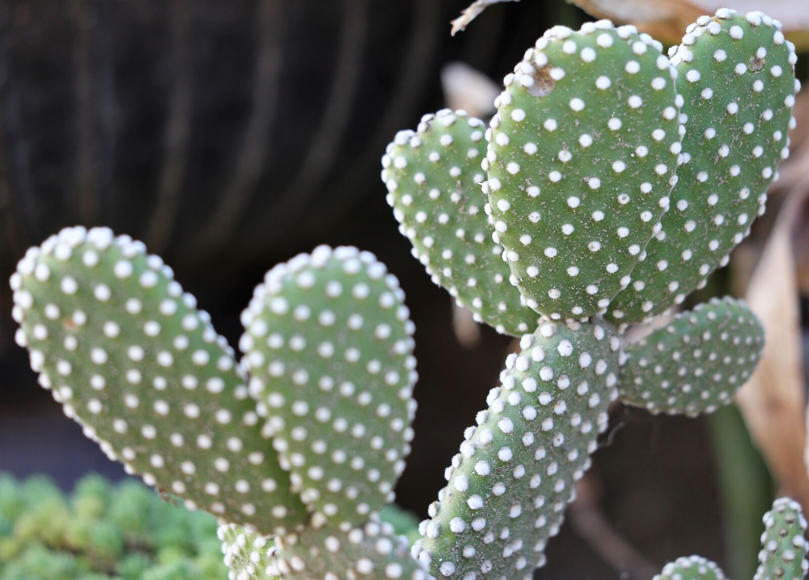 Canon EOS 6D sample photo. Cactus, green, prickly photography