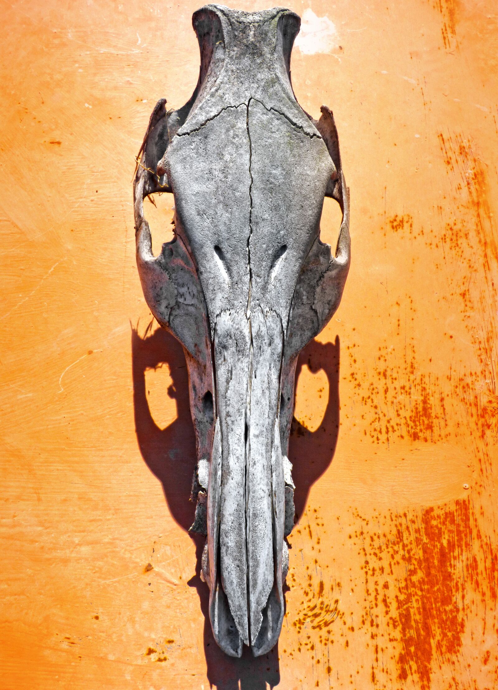 Panasonic Lumix DMC-FZ70 sample photo. Skull, goat, sinister photography
