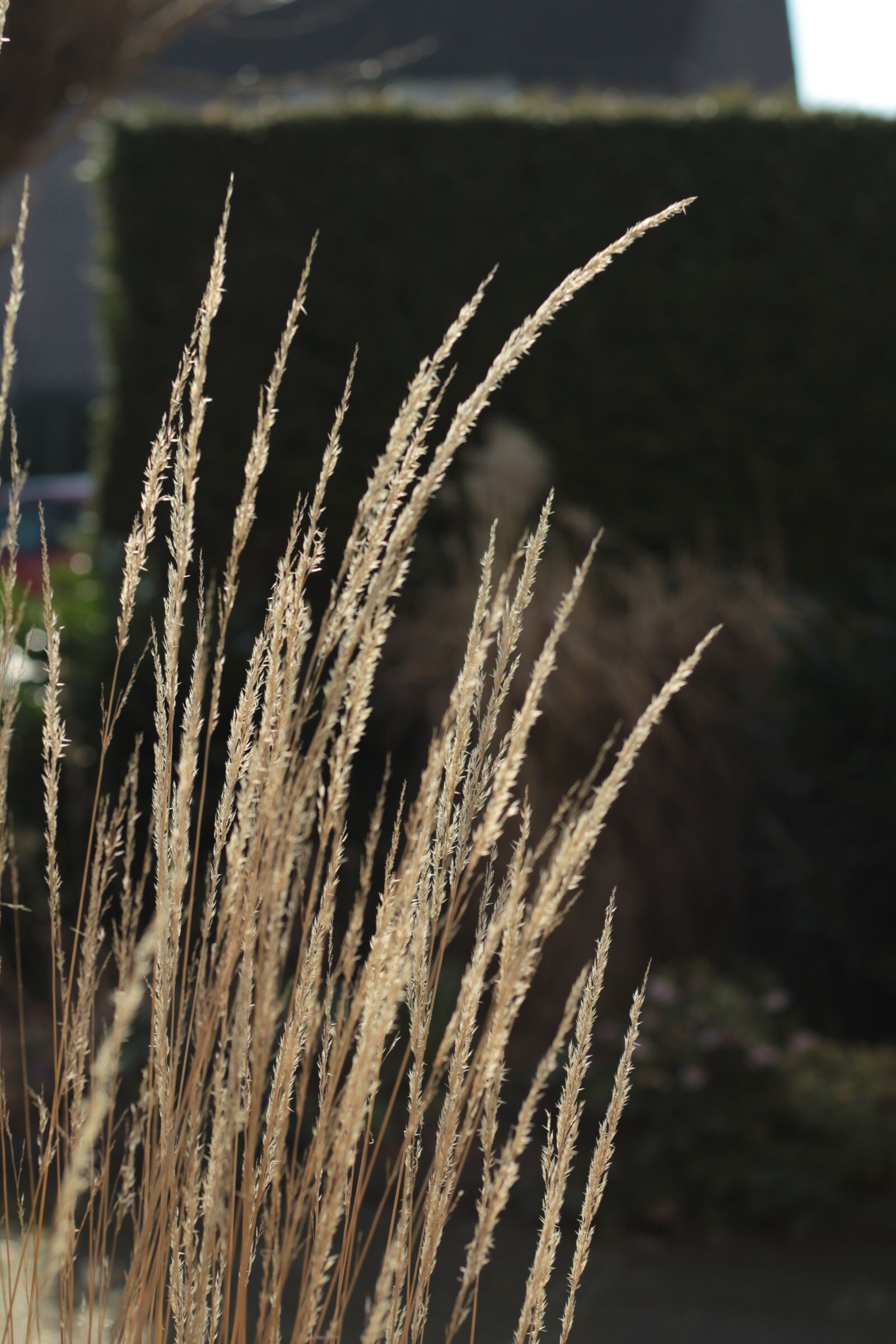 Canon EF 50mm F1.8 STM sample photo. Ornamental grass, winter, sun photography