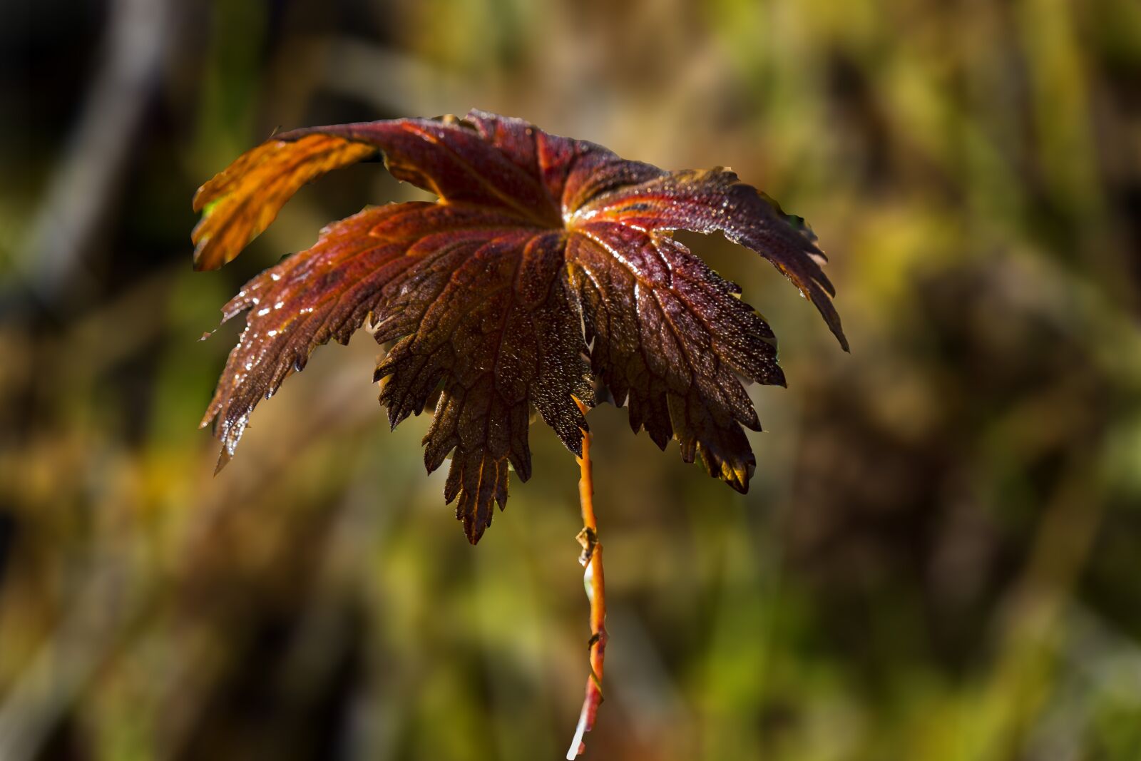 Canon EOS 7D + Canon EF 100mm F2.8 Macro USM sample photo. The nature of the photography