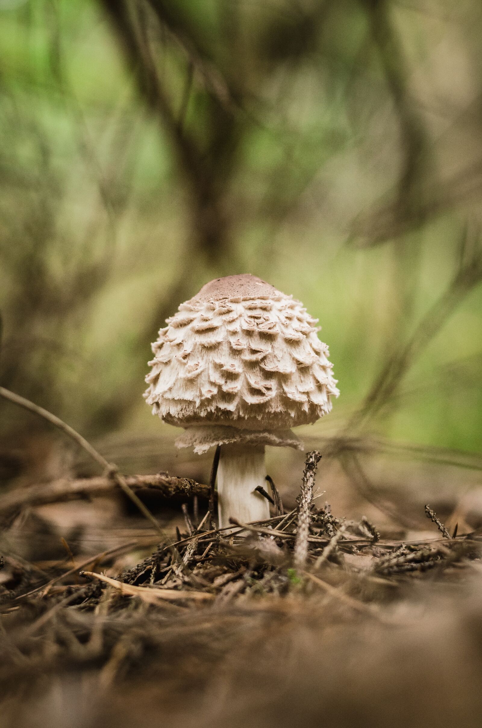 Nikon D7000 sample photo. Mushroom, forest, nature photography