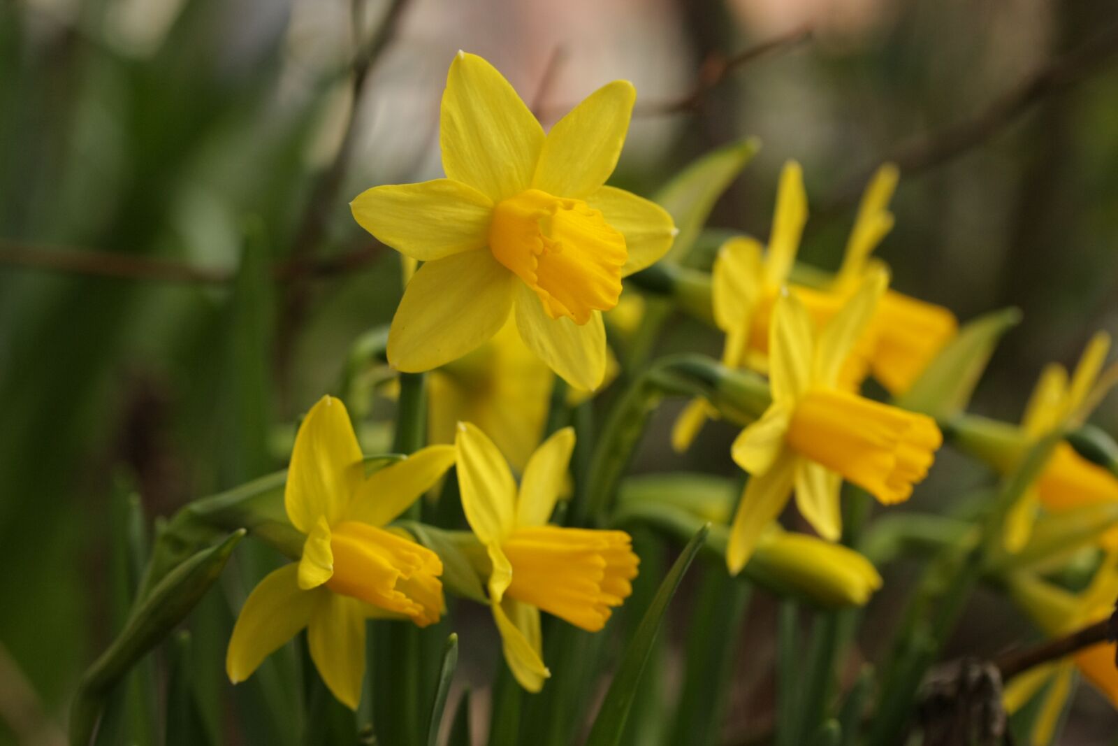 Canon EOS 40D sample photo. Nature, plant, flower photography