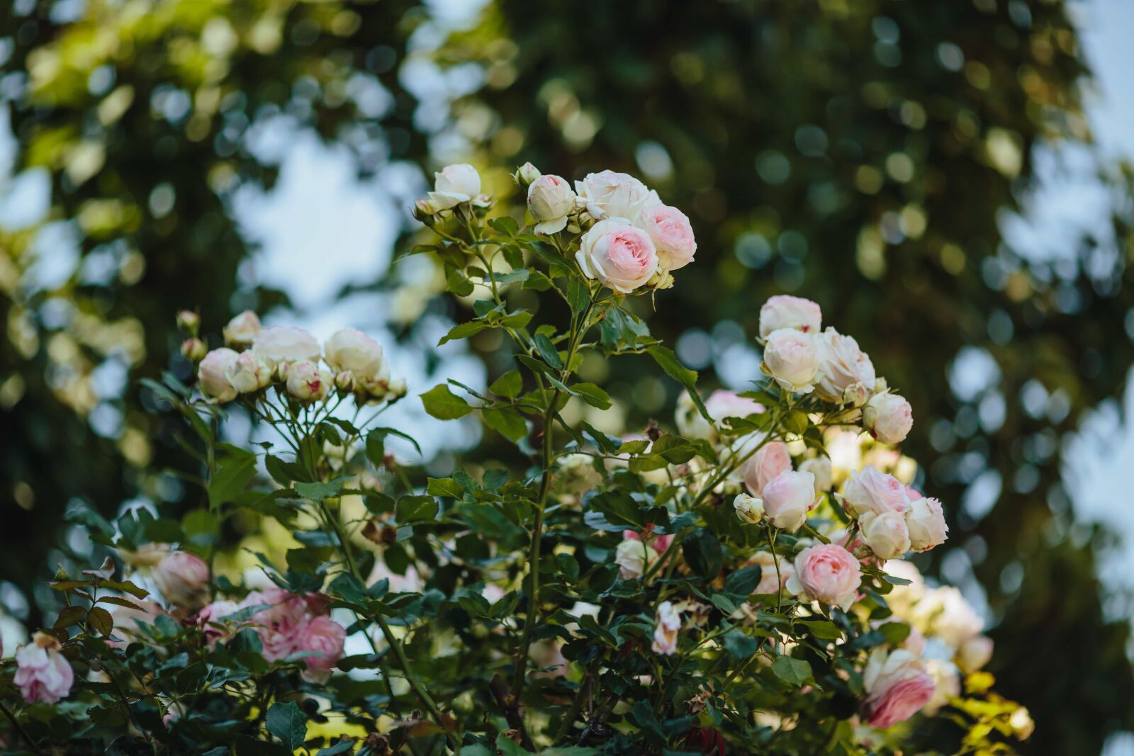 Canon EF 135mm F2L USM sample photo. Branch, plant, rose, flower photography