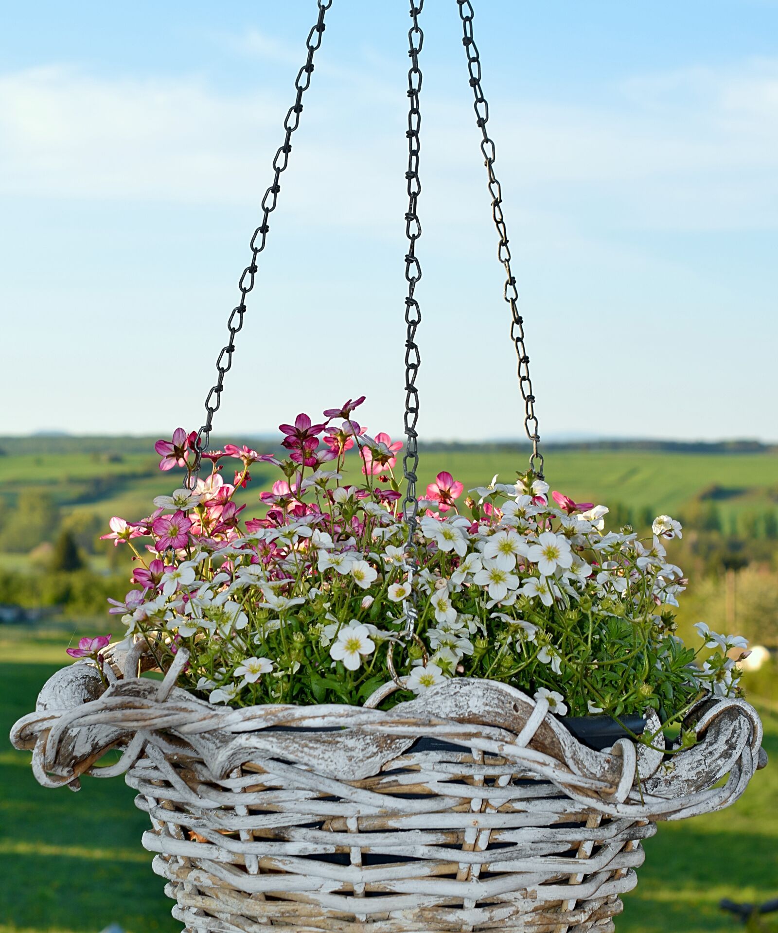 Nikon D3300 sample photo. Flowers, planting, hanging pot photography